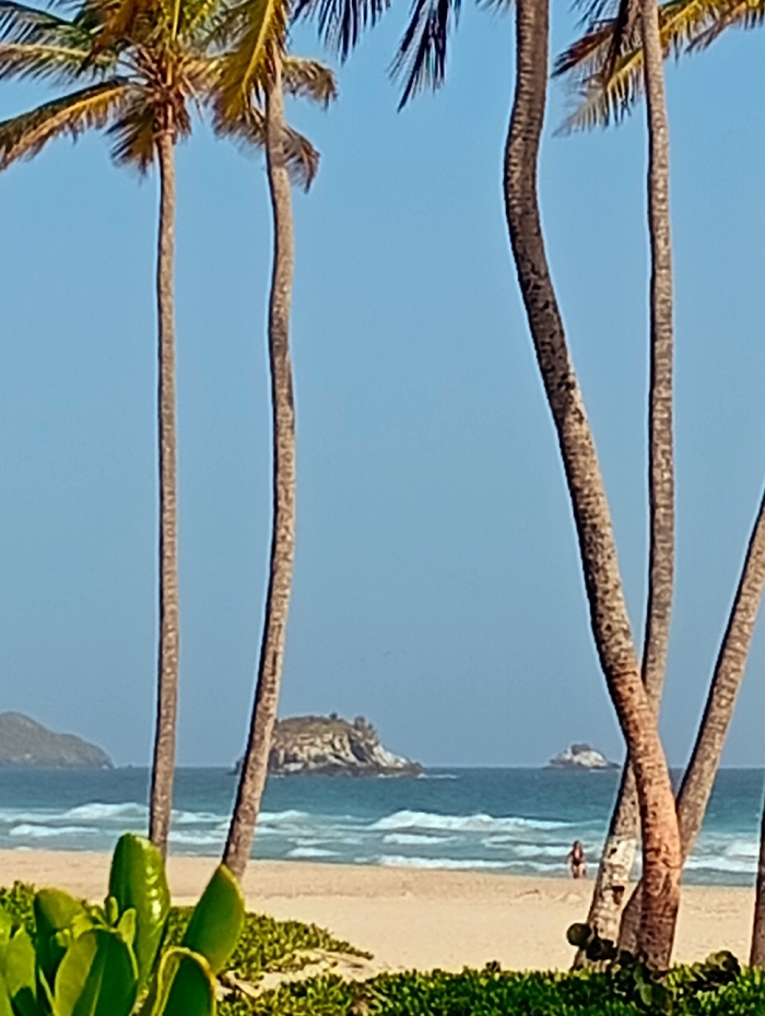 This image depicts a coastal environment at Playa El Agua, Venezuela, under a clear light blue sky. In the foreground, dense green vegetation and bushes are visible, forming a natural border. Several tall, slender palm tree trunks, exhibiting varied curvatures and textures, ascend vertically through the frame, with their fronds largely out of view at the top.
Beyond the vegetation and palm trees lies a wide expanse of light-colored sand, constituting the beach. At the interface of the sand and water, a solitary human figure is observed. This individual, appearing to be an adult wearing dark swimwear, is walking parallel to the shoreline, partially immersed in the shallow, light blue-green ocean water where gentle white-capped waves break.
In the mid-distance, several rocky islands rise from the deeper blue ocean. A prominent, rugged island with some visible greenery on its crest is situated towards the center-left. A smaller, flatter rocky formation is visible further to the right. On the far left horizon, a larger, distant landmass is partially visible. The overall scene suggests fair weather conditions.