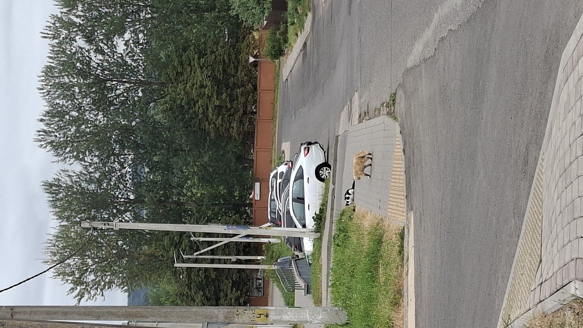 The image captures a street scene in the city of Smalyavichy, Belarus, on an overcast day. In the foreground, a paved sidewalk runs alongside a grey asphalt road. Two cats are visible on the sidewalk; one is a ginger-colored cat walking, and the other is a black and white cat lying down. Behind the sidewalk, a strip of green grass is present. A row of parked cars, including a white sedan, are visible parked on the side of the road. In the background, mature trees with dense green foliage line the street, and a reddish-brown fence is partially visible. Electrical poles and wires are also present in the scene. The overall environment appears to be a residential or semi-urban area.