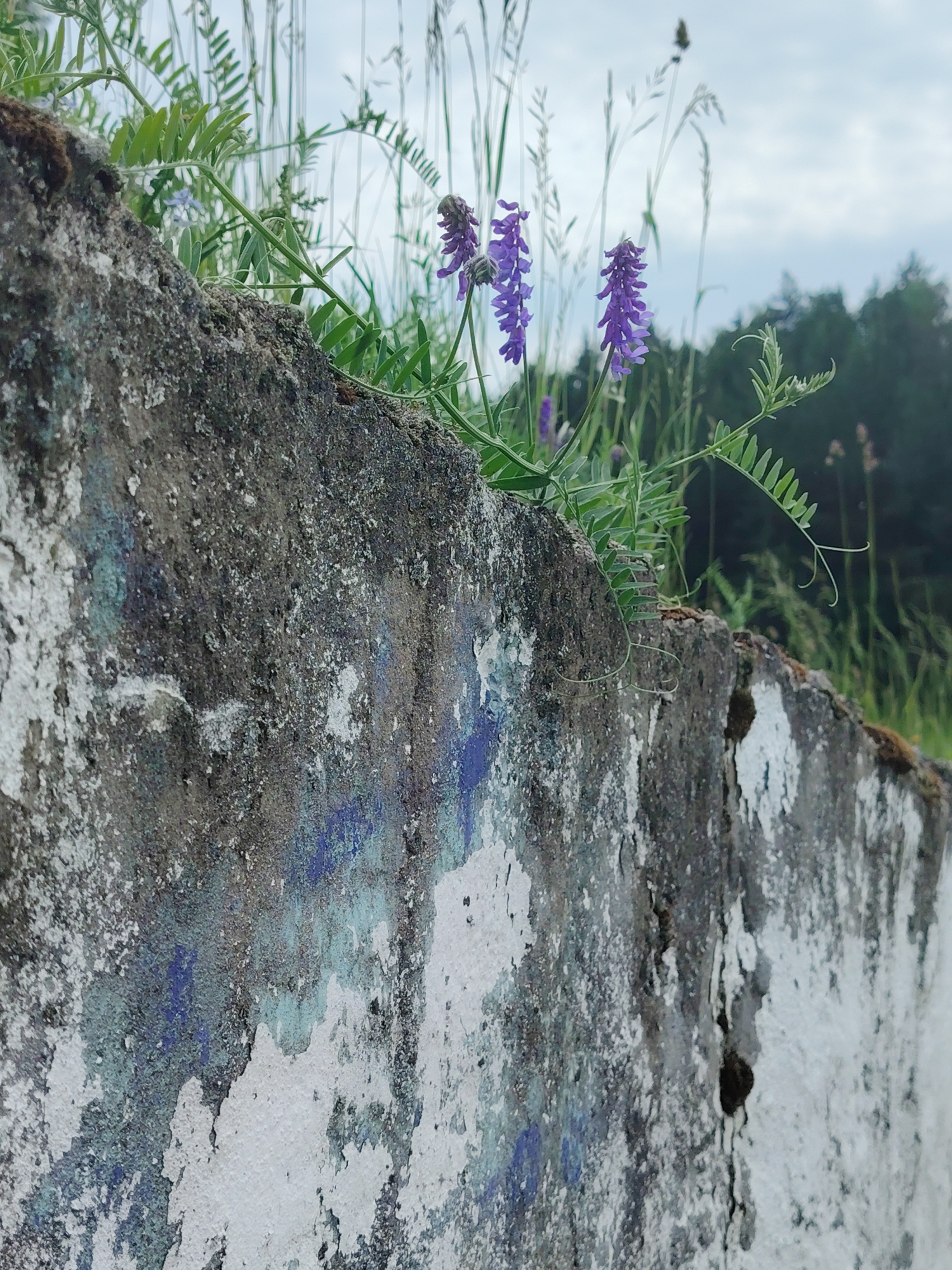 The image depicts a close-up, ground-level view of a weathered, concrete barrier with peeling white paint and traces of blue graffiti, located in Бараўлянскі сельскі Савет, Belarus. Emerging from the top of the barrier are several stalks of green foliage and clusters of small purple flowers, likely Vetch. In the background, out of focus, are tall grasses, a dark green treeline, and a cloudy sky. The scene suggests a natural element encroaching upon an urban or semi-urban structure.