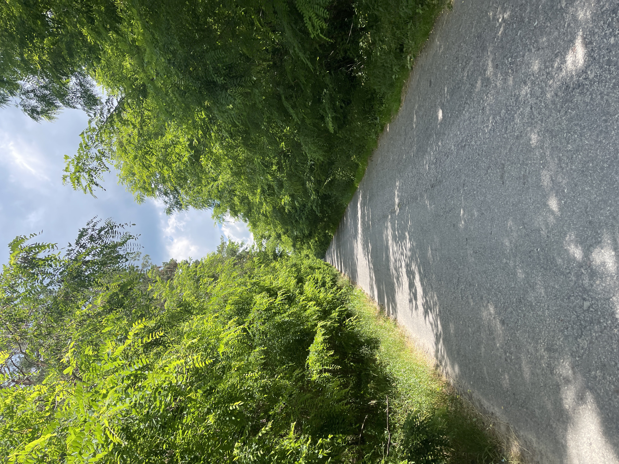 The media file shows a view looking down a gravel path lined by dense green trees and foliage. The path itself is a light gray, composed of small stones, and is dappled with shadows cast by the leaves overhead. To the left of the path, the vegetation is thick and lush, forming a wall of green that extends upwards, obscuring much of the sky. The leaves are a vibrant green, suggesting it is daytime and likely a warm season.
Patches of blue sky with scattered white clouds are visible through breaks in the foliage, particularly in the upper left quadrant of the image. The lighting suggests it is midday or early afternoon, with strong sunlight filtering through the leaves. The overall impression is one of a peaceful, natural setting, possibly a hiking trail or a quiet country road. There are no people or discernible objects on the path or in the surrounding vegetation. The scene evokes a sense of tranquility and the beauty of nature in full bloom. The orientation of the image, appearing tilted, may be a result of the camera's angle during capture. No text is visible in the media file.