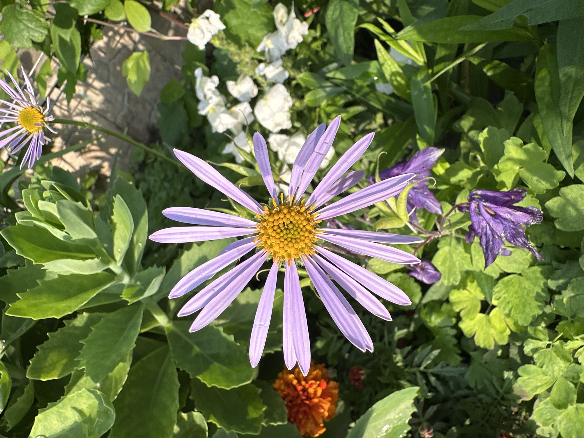 This outdoor image, captured in the city of Unknown, Unknown, presents a close-up view of a garden scene, dominated by a large, in-focus purple flower with numerous elongated petals and a spherical yellow center, positioned in the lower-middle and center-right of the frame. Another similar purple flower, out of focus, is partially visible at the top-right. In the mid-left, an out-of-focus orange flower with ruffled petals is discernible. Several small, white, out-of-focus flowers are grouped in the mid-right background. Towards the bottom-left and bottom-center, two drooping purple flowers, appearing to be in partial shade, are present. The surrounding environment consists of varied green foliage: large, serrated, succulent-like leaves with visible water droplets occupy the upper-left, while other textured green leaves fill the remaining areas. A blurry, light-colored, possibly stone or concrete wall structure is faintly visible in the upper-right background. The scene is illuminated by direct sunlight, casting shadows and highlighting the textures of the plants.