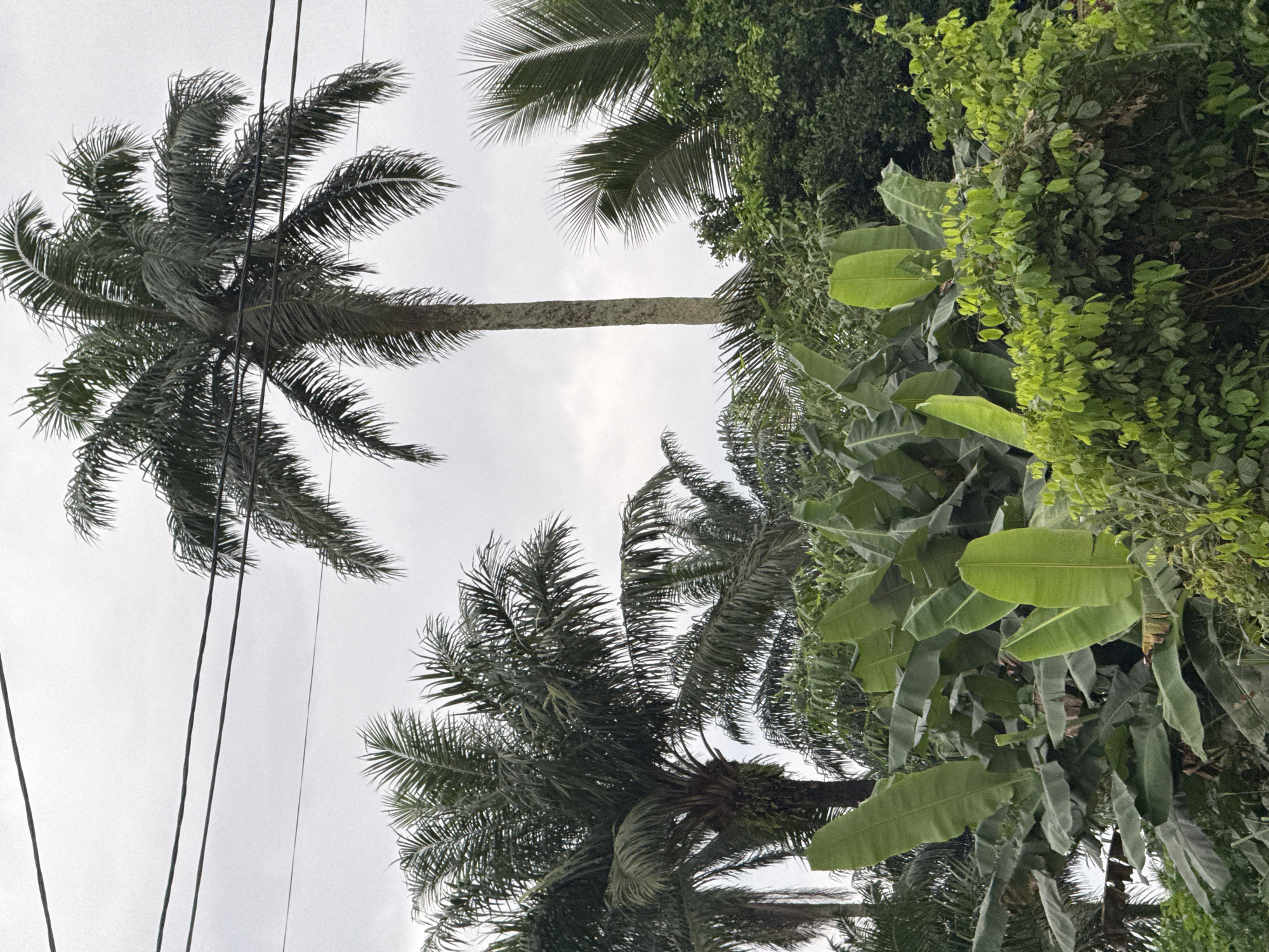 This media file captures an outdoor scene dominated by lush tropical vegetation, likely in Uyo, Nigeria. The image features several palm trees with their fronds reaching towards a cloudy sky. Interspersed with the palm trees are large banana leaves, indicative of a humid, tropical environment. Dense green foliage from other plants fills the right side of the frame, creating a vibrant, overgrown appearance.
Several power lines are visible crisscrossing the sky, suggesting the presence of human infrastructure within this natural setting. The lighting indicates it is daytime, with an overcast sky that diffuses the light, creating a soft, somewhat muted illumination. There are no people or animals visible in the image, and the focus is solely on the natural elements and the power lines. The overall impression is one of dense, tropical growth under a day with cloudy conditions. No visible text is present in the image.