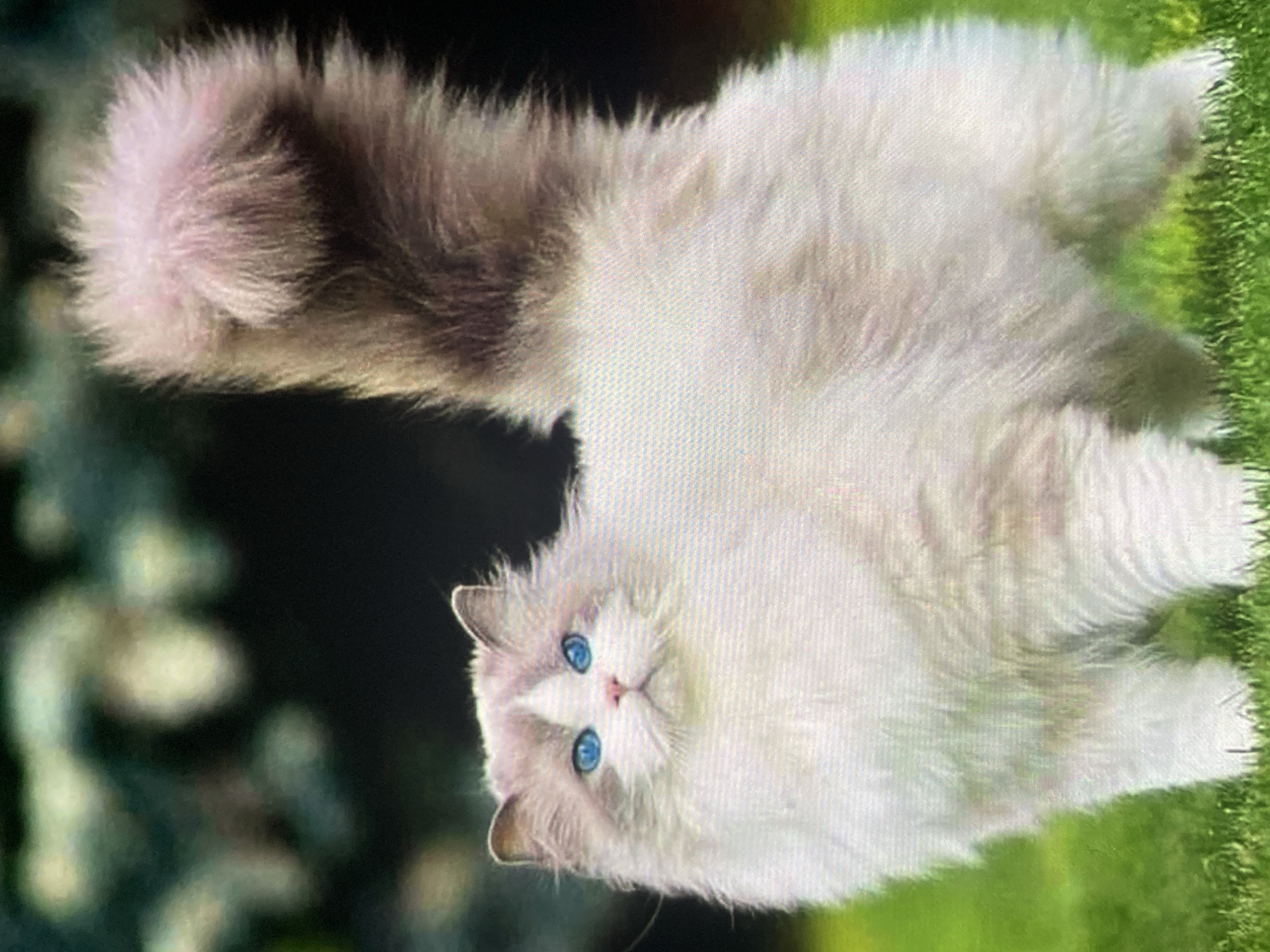 A medium shot captures a fluffy ragdoll cat with striking blue eyes standing on vibrant green grass. The cat's fur is primarily white with grey and brown markings on its head and tail. Its tail is held high and bushy, with a gradient of brown to a lighter, almost pinkish-grey at the tip. The background consists of blurred green foliage and dark shadows, suggesting an outdoor setting possibly in the city of Ustyvytsia, Ukraine, though the specific location within the city cannot be determined from the image alone. The lighting appears natural, highlighting the cat's features and the texture of its fur.