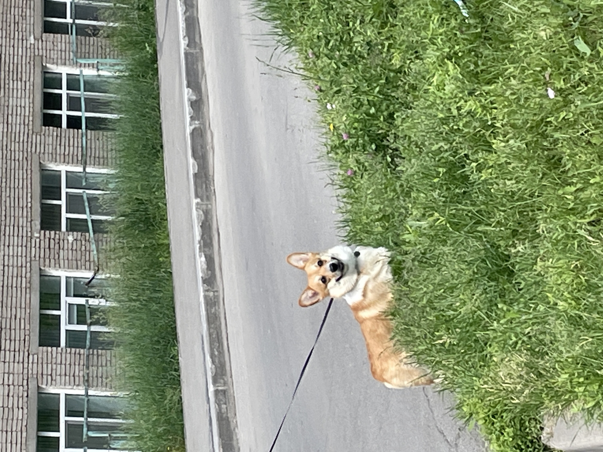 The image captures an outdoor urban scene in the city of Izhevsk, Russia, on a bright day. A Pembroke Welsh Corgi dog is the primary subject, positioned in the lower-middle right of the frame. The dog has sable and white fur, with a tan back, white chest, and white markings on its face and legs. It is wearing a black collar and is attached to a thin black leash that extends diagonally upwards and to the left, out of the frame. The Corgi stands in a patch of vibrant green, overgrown grass, with its head turned towards the viewer, displaying a slightly open mouth that gives the impression of a smile.
In the mid-ground, a grey asphalt road is visible on the left, separated by a concrete curb from a grey concrete sidewalk that runs parallel to the road. To the right of the sidewalk and in the immediate foreground, a dense expanse of tall, green grass grows, containing several small, light pink/purple flowers and a few small white/yellow flowers.
The background is dominated by a multi-story building constructed from light brown/grey bricks, indicative of an older architectural style. The building features several rectangular windows with white frames and multiple panes. Weathered, greenish-blue metal bars or railings are affixed horizontally in front of the lower section of these windows. Tall green grass also grows against the base of the building, between the structure and the street level.