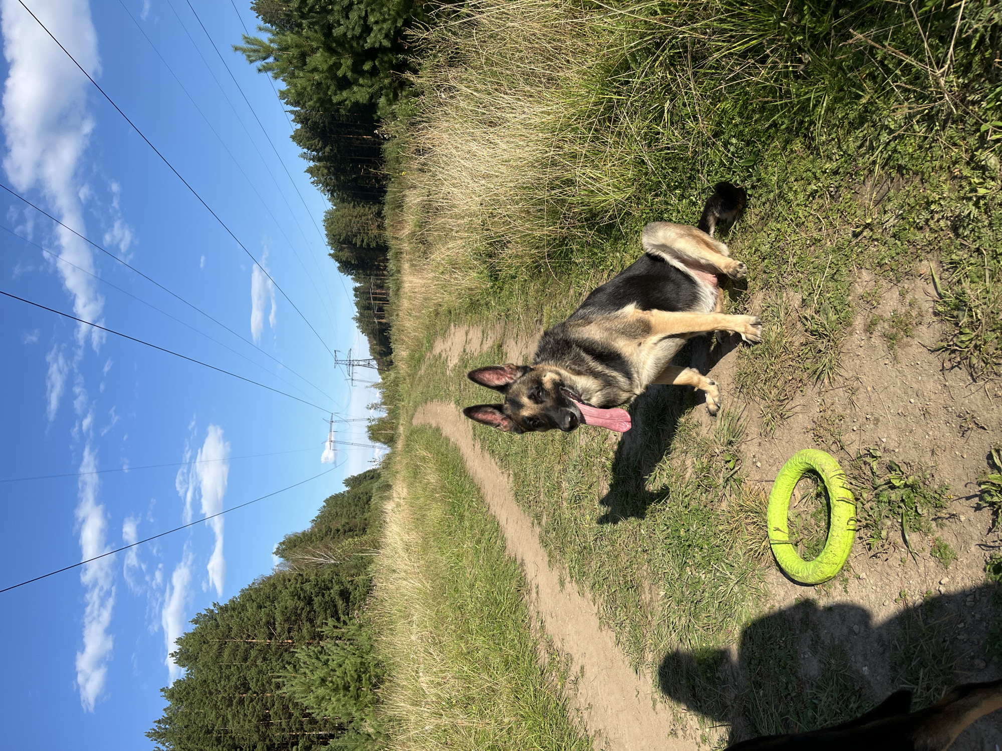 An adult German Shepherd is sitting on a dirt path in a grassy, wooded area. The dog is facing the camera, with its tongue hanging out and its ears perked up. A bright yellow ring-shaped toy is on the ground to the dog's left. The path appears to be leading through a forest, with tall trees lining both sides. In the background, there are power lines stretching across the sky. The sky is blue with scattered white clouds. The scene appears to be a rural or semi-rural location, potentially on the outskirts of the city of Nizhny Tagil, Russia, given the presence of the power lines and the type of vegetation. The lighting suggests it is daytime, likely late afternoon due to the long shadows.