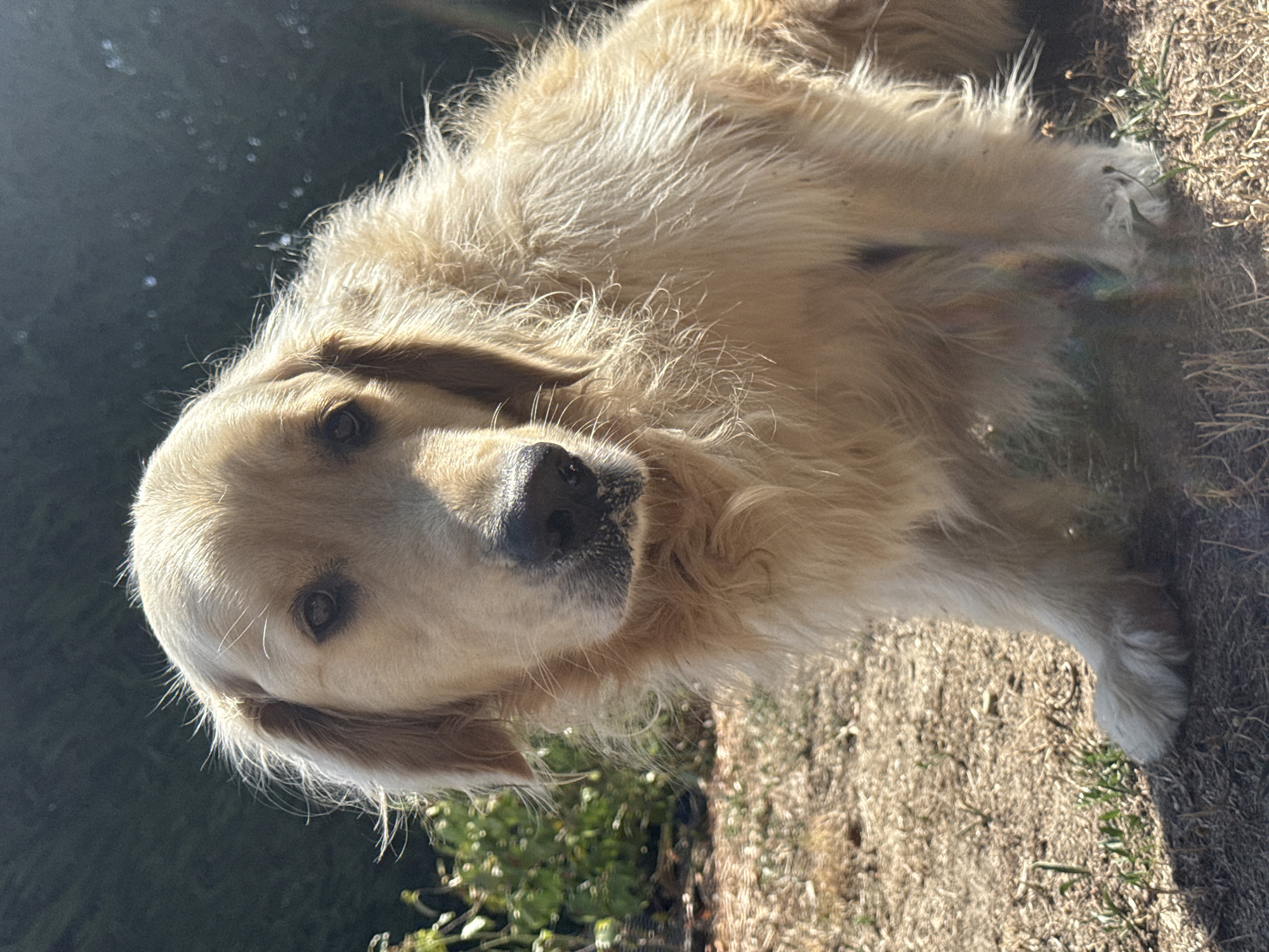 A golden retriever dog is sitting outdoors on dry, brown ground with sparse green vegetation. The dog's fur is light golden, and its eyes are dark. Sunlight illuminates the dog from the right, casting shadows and highlighting the texture of its fur. In the background, there is a dark green hedge or dense foliage. The overall impression is a close-up portrait of the dog in a natural, sunny environment. The location is Saint-Chamond, France.