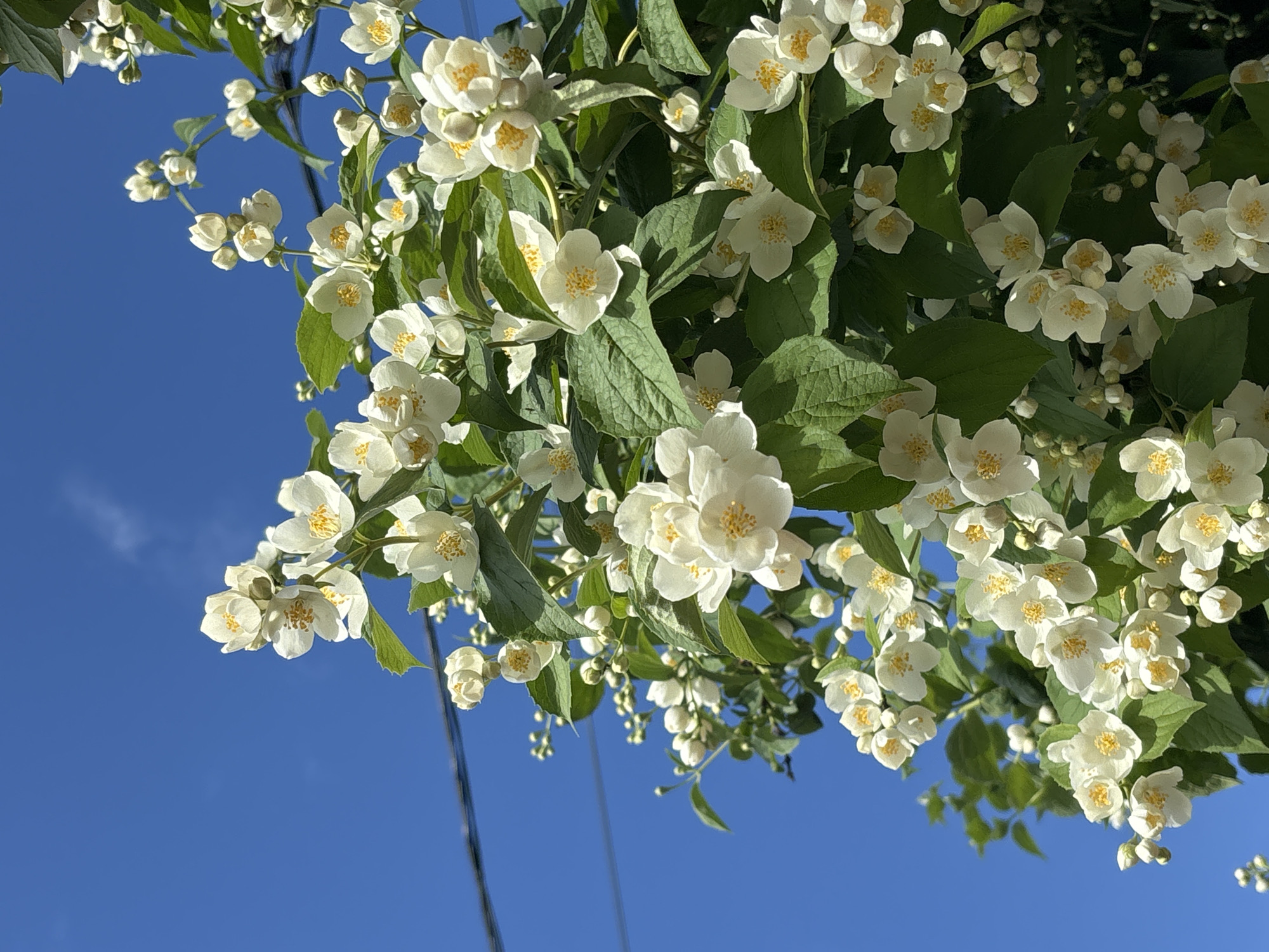 The image displays a close-up view of blooming white jasmine flowers against a clear blue sky. The flowers are abundant, with clusters of white petals and yellow stamens visible. Green leaves are interspersed among the blossoms, creating a lush and vibrant display. Some buds are also present, suggesting the flowering season is in full swing. The perspective is from below, looking upwards at the flowering branches, which are angled downwards. A dark, thin, vertical line, likely a wire or pole, is visible in the background, extending into the sky. The bright blue sky indicates it is daytime, likely sunny and fair weather. The overall mood is serene and natural, highlighting the beauty of the blooming jasmine. The location context is Ostrov, Russia. There is no visible text in the image.