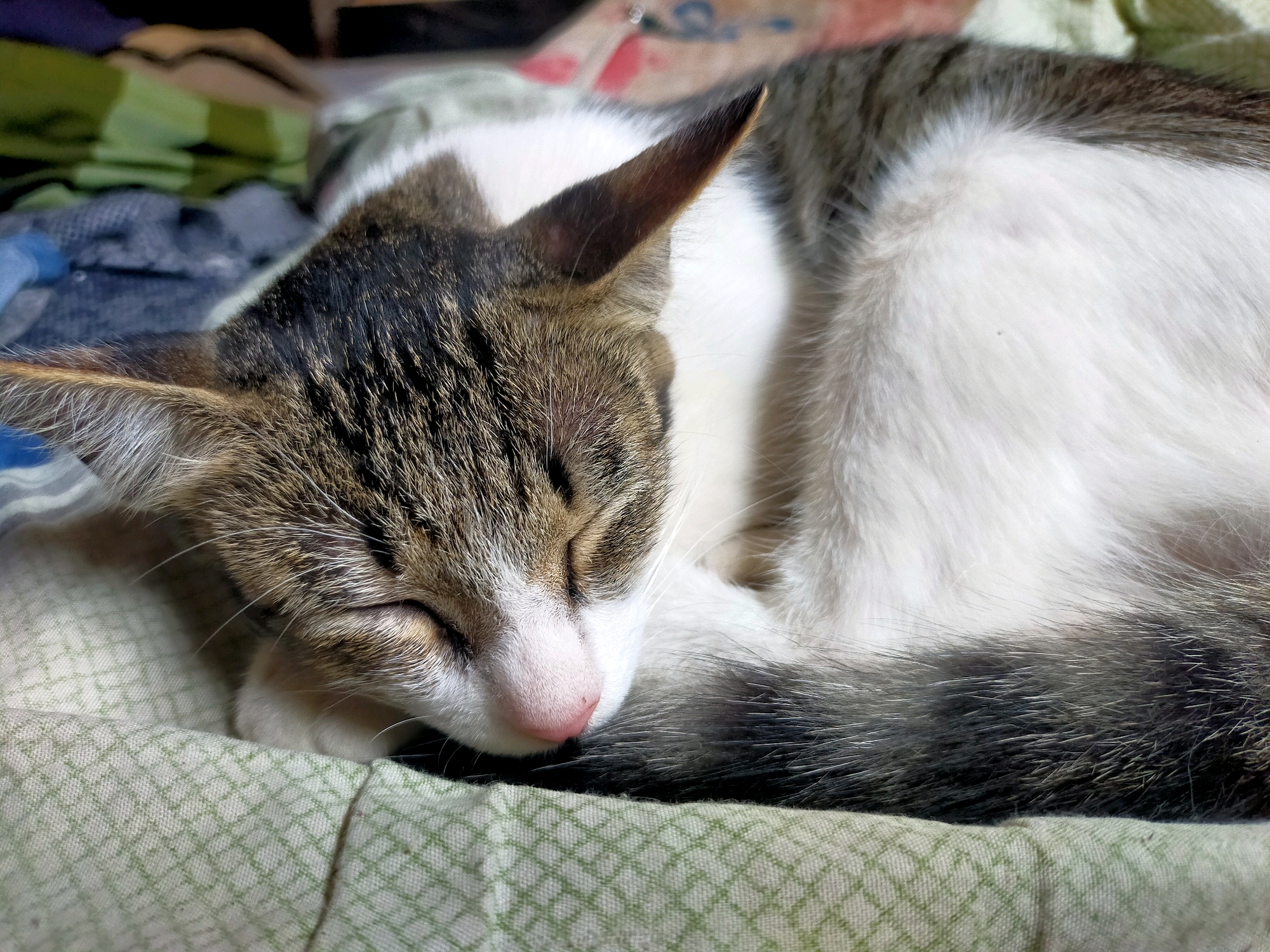 A close-up, eye-level shot captures a tabby and white cat sleeping curled up on a light green, diamond-patterned fabric. The cat's eyes are closed, its face is resting on its paws, and its tail is curled around its body. The cat has striped brown and black fur on its head and back, with white fur on its chest and belly. The background is softly blurred, showing hints of striped green and blue fabric. The scene is set in a home environment, possibly on a bed or sofa in Karangsono, Indonesia.