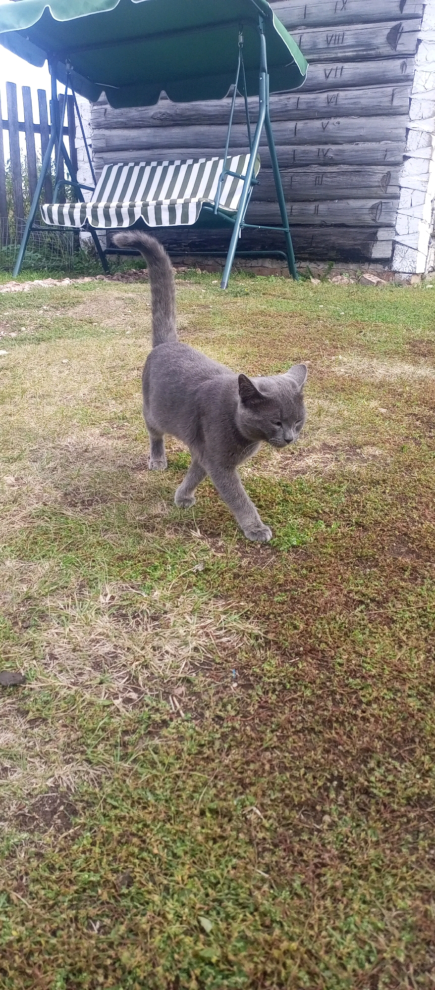 A grey cat is walking on a patch of grass in front of a wooden structure with Roman numerals carved into it. A green and white striped swing set is also visible to the left of the cat. The wooden structure appears to be a wall of a building or a fence. The grass is dry and patchy. The image is taken from a slightly elevated perspective.