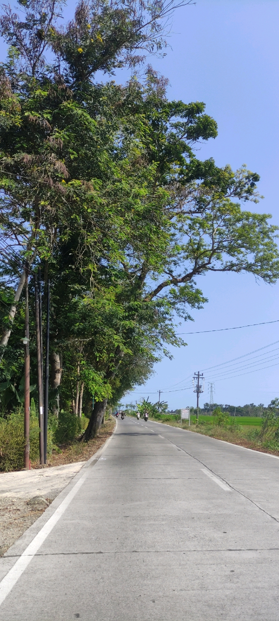 The image depicts a straight, paved road in a rural or suburban area, likely on the outskirts of Purwodadi, Indonesia. The road runs through a landscape characterized by lush green vegetation and a clear blue sky. On the left side of the road, a large tree with dense green foliage dominates the foreground, its branches extending over the road. Adjacent to the tree are several utility poles. Several motorcycles are visible on the road, moving away from the viewer. The road has a white dividing line and a white edge line on the left side. On the right side of the road, beyond a line of trees, a green field, possibly a rice paddy, is visible, suggesting an agricultural setting. Electrical power lines and a utility pole with transformer are also present on the right side of the road, further indicating a developed but rural infrastructure. The overall scene is one of a typical day in a tropical region, with clear weather and ongoing local traffic.