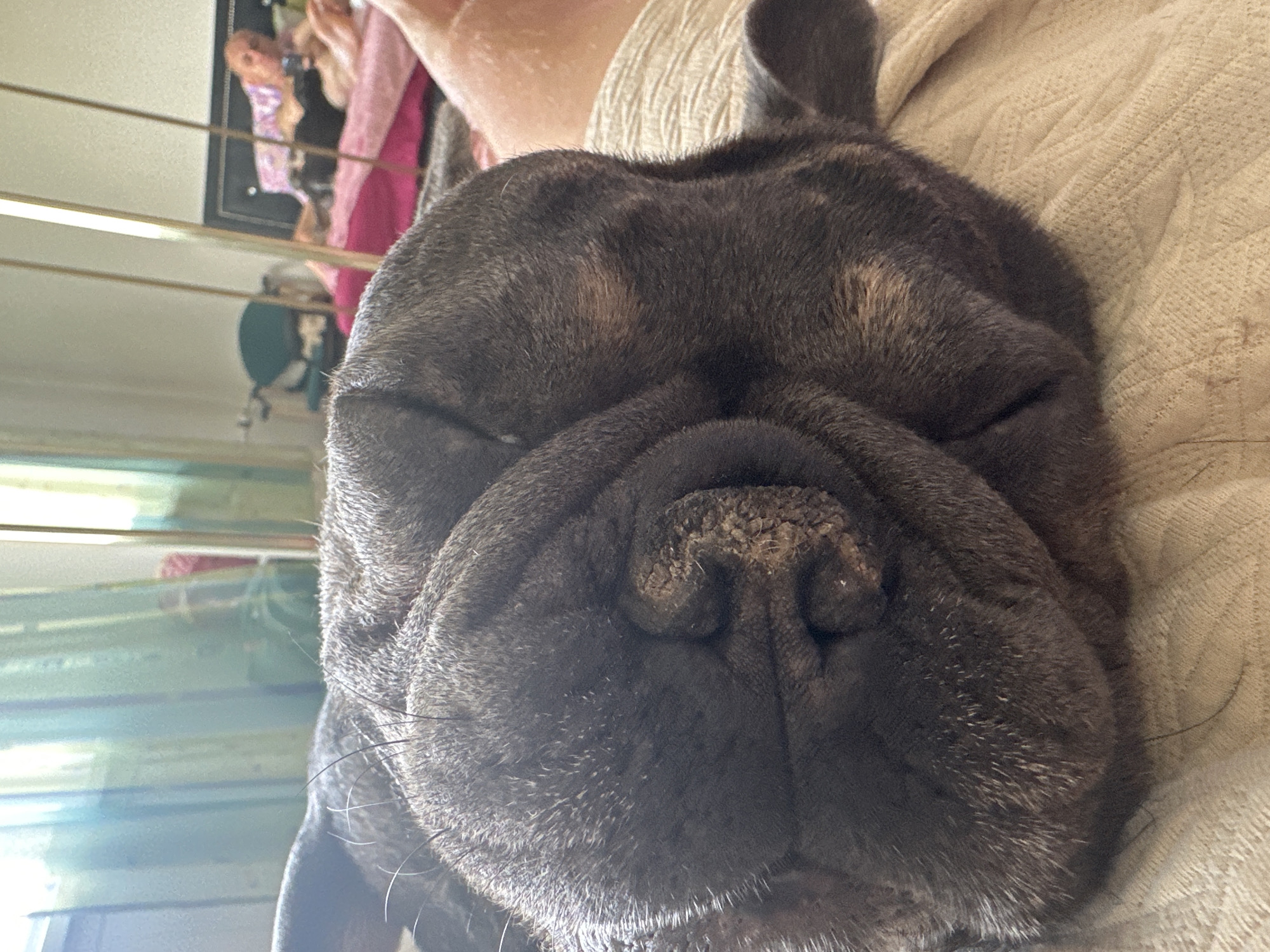 In an indoor setting, a dark-colored French bulldog is lying down on a textured, light-colored blanket. The dog's face, which is heavily wrinkled, is in the foreground and takes up most of the frame. Its eyes are closed, suggesting it is asleep or resting. In the background, a person is visible in a bed, reflected in a mirror. The person is lying down and appears to be holding a phone. Behind the dog, sheer curtains in shades of green and blue are visible, and a portion of a window can be seen. The environment suggests a bedroom or a similar domestic space.