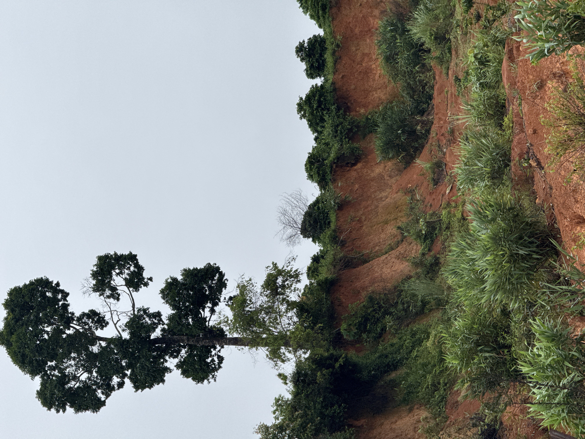 A tall, slender tree with dark green foliage dominates the left side of the frame, reaching towards an overcast, pale sky. The tree stands on a reddish-brown cliff face, which is overgrown with various types of green vegetation, including bushes and tall grass. The cliff face appears to be eroded, with visible layers and uneven slopes. More greenery, including smaller trees and dense bushes, lines the top edge of the cliff. The overall scene depicts a natural landscape, possibly a rural area or a park in the city of Bo Y, Vietnam, characterized by the striking contrast between the red earth and the lush plant life under a muted sky. There are no people or animals visible in the image.