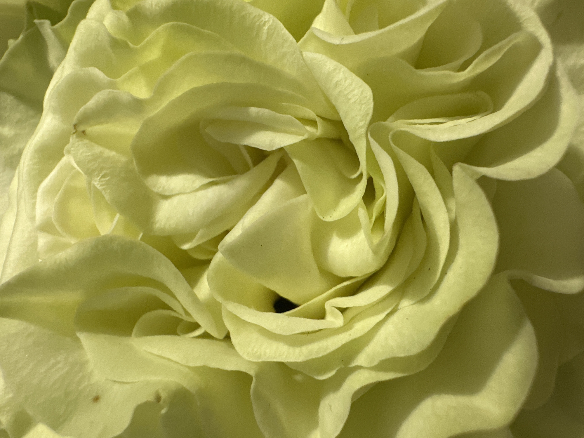 The image is a close-up shot of a light yellow flower, likely a rose or similar species, with tightly layered petals. The petals are soft and textured, with varying shades of light yellow and areas of deeper shadow, creating depth and dimension. The center of the flower appears to be a dark, shadowed void. There is no evidence that the photo was taken in Kazan, Russia.