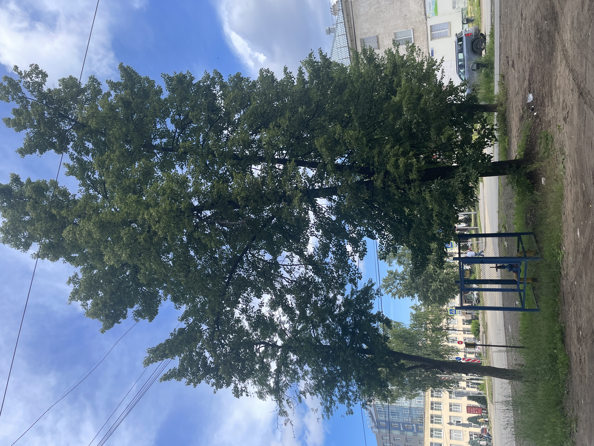 The image captures an outdoor scene in the city of Chaikovsky, Russia. In the foreground, there is an area of disturbed dirt with tire tracks and scattered debris. To the right, a blue metal fence encloses a gas valve assembly with yellow pipes. Lush green grass grows around the fence and in patches to the left of the frame. Two large trees with full green foliage dominate the center and right of the image, their branches extending towards the sky. Above the trees, a bright blue sky is visible with scattered white clouds. Power lines crisscross the upper portion of the frame. In the background, a street runs horizontally. Across the street, there are buildings of varying heights. A multi-story building with a light-colored facade and numerous windows is on the left. Further to the right, a lighter-colored building with a sloped roof is visible. A dark-colored SUV is parked on the side of the road near the background buildings. Pedestrians can be seen walking on the sidewalk in the distance. Traffic lights and street signs are also present along the street. The overall scene depicts a typical urban environment with a mix of natural elements and infrastructure.