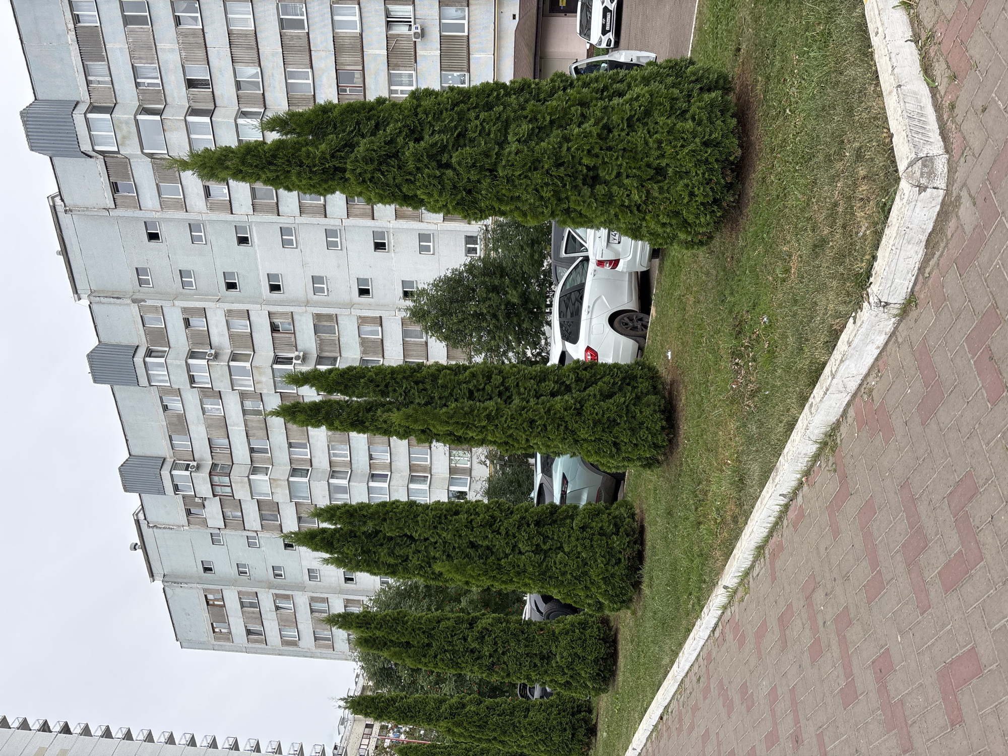 The image depicts a row of manicured evergreen trees planted in a grassy median strip. Behind the trees, a light blue, multi-story apartment building with numerous windows is visible. Several cars are parked in a lot adjacent to the median strip and in front of the building. To the left of the frame, a pedestrian walkway constructed with brick pavers is present. The scene appears to be a typical urban residential area in Naberezhnye Chelny, Russia, characterized by Soviet-era architecture and infrastructure. The sky is overcast, suggesting a cloudy day. There are no people visible in the image.