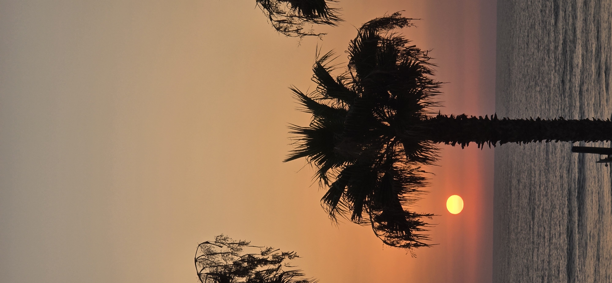 The image depicts a sunset over the Mediterranean Sea, as viewed from the coastal city of Bat Yam, Israel. Silhouetted against the warm hues of the sky are several palm trees. The central focus is a large palm tree with its fronds spread wide, while smaller palm trees are visible to the left and right. The sun, a bright yellow orb, is positioned near the horizon, casting its light over the water. The sea itself is calm, with gentle waves lapping at the shore. The sky transitions from a soft orange near the horizon to a lighter, dusky shade higher up. No people are visible in the frame. The scene conveys a peaceful, tropical atmosphere.