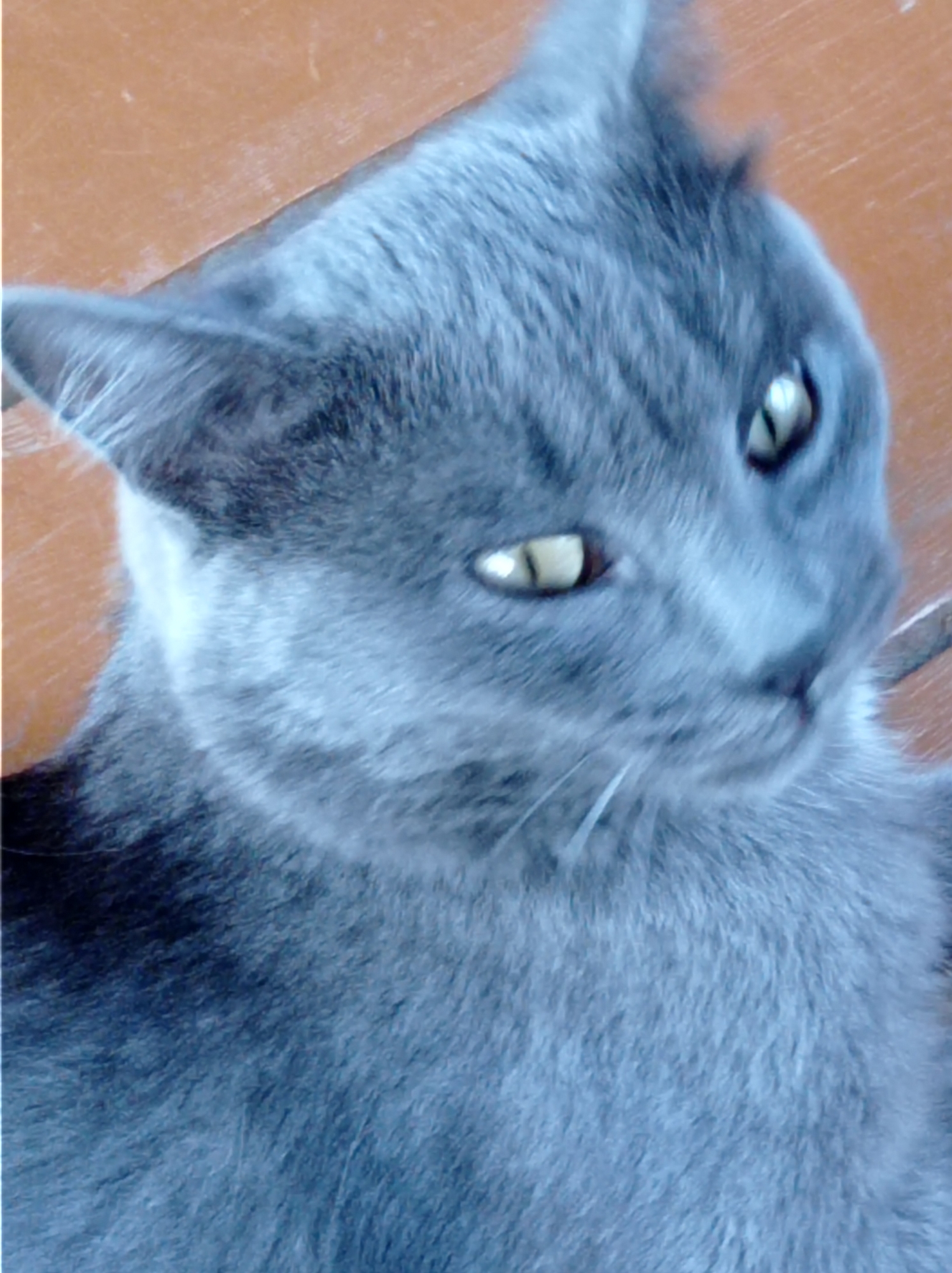 A close-up, slightly blurry, vertical shot shows the head and upper body of a gray cat against an orange-brown background, possibly a wooden surface. The cat is facing left and looking slightly upward. Its fur appears short and dense, with subtle stripes visible on its forehead and cheeks. The cat's eyes are open and appear yellow or golden. The background is out of focus but shows a textured, orange-brown surface, potentially a table or floor, with a visible seam or edge. The lighting appears somewhat dim, giving the image a muted color palette. The location of this image in Degtyarsk, Russia, is not visually discernible from the provided image content.