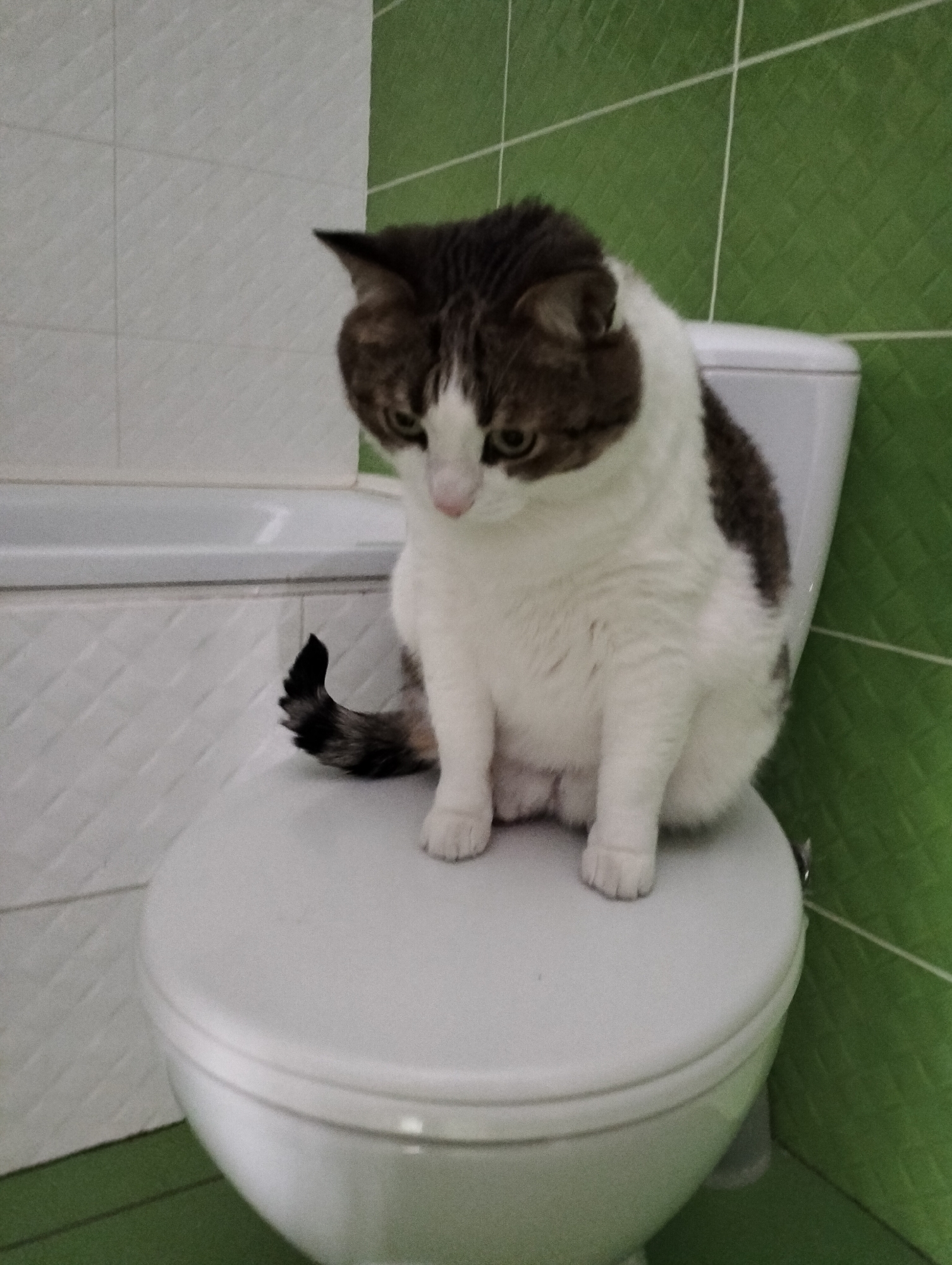 A white and brown cat is sitting on a closed toilet seat in a bathroom. The bathroom has white and green tiled walls. The cat is facing forward and looking down. A bathtub is visible behind the toilet on the left. The location is Krykhivtsi, Ukraine.