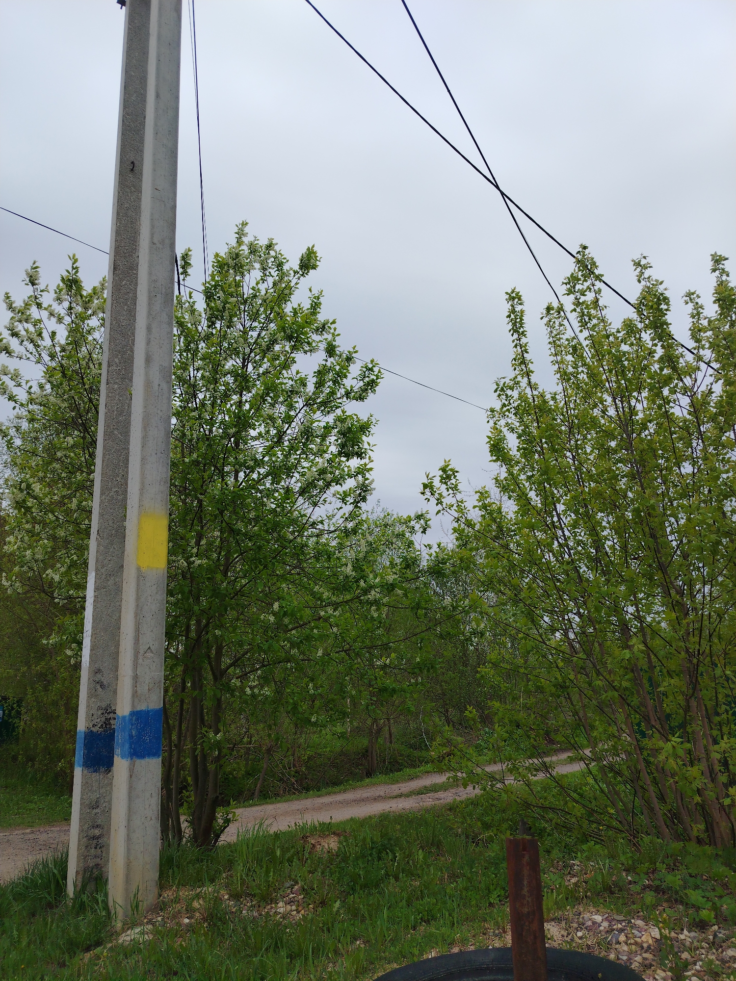 A daytime shot reveals a rural or semi-rural scene in Unknown, Unknown. In the foreground, a weathered concrete utility pole displays a yellow rectangle and two blue rectangles painted onto its surface. Above, electrical wires run diagonally across the sky. To the right, a dirt road meanders into a background of trees with budding green leaves and hints of white flowers. A partially obscured tire and a rusted metal pole are present in the immediate foreground. Patches of grass grow around the base of the pole and along the edges of the dirt road. The sky is overcast, casting a muted light over the entire scene.