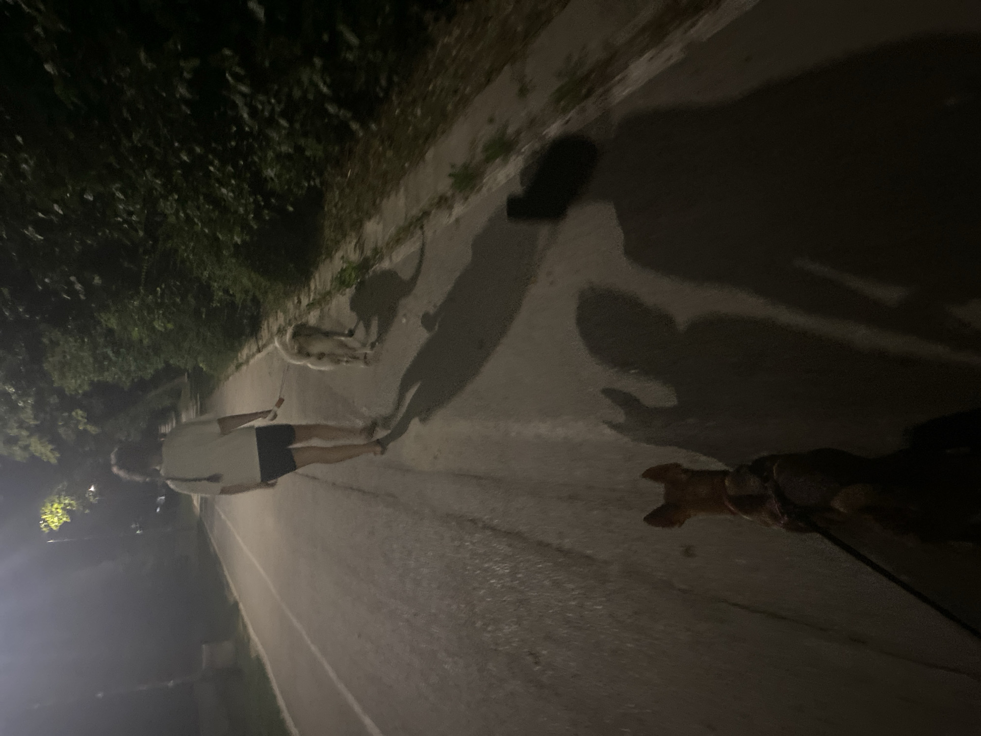 The image depicts a nighttime scene on a paved path, likely a park or pedestrian walkway, in the city of Blagoevgrad, Bulgaria. A person, viewed from behind, is walking with two dogs. The person is wearing a light-colored t-shirt and dark shorts, with their hair tied back. The first dog, closer to the viewer, is a medium-sized, reddish-brown dog with erect ears, wearing a harness and leash. The second dog, further ahead, is a larger, lighter-colored dog also on a leash. Both dogs are casting shadows on the path. The path itself is illuminated by a distant light source, creating long shadows of the person and dogs. The environment is bordered by dense, dark foliage, suggesting trees and bushes. The overall atmosphere is calm and nocturnal, with the lighting creating a somewhat dramatic and shadowy effect.
