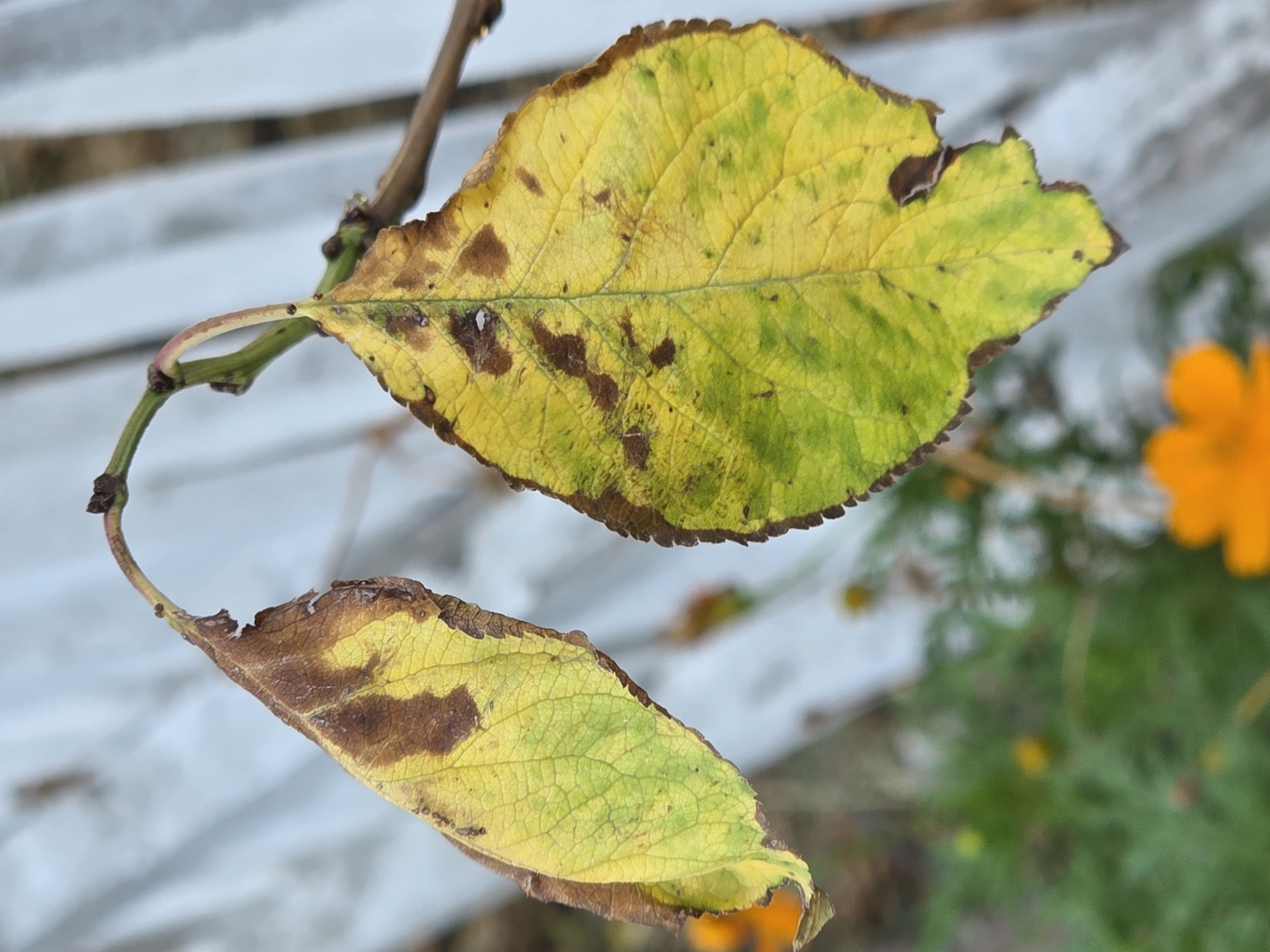 The image shows two wilting leaves, one hanging down and the other more upright, attached to a thin branch. Both leaves exhibit signs of decay, with large patches of brown discoloration spreading from the edges inward, interspersed with areas of yellow and green. The leaf on the left is mostly yellow with brown tips and edges, while the leaf on the right is a vibrant yellow with significant brown spotting and browning along the serrated edges. The background is blurred, showing hints of greenery and out-of-focus orange flowers, suggesting an outdoor setting. The overall impression is one of autumn or plant distress. No specific location in Baku, Azerbaijan is discernible from the image.