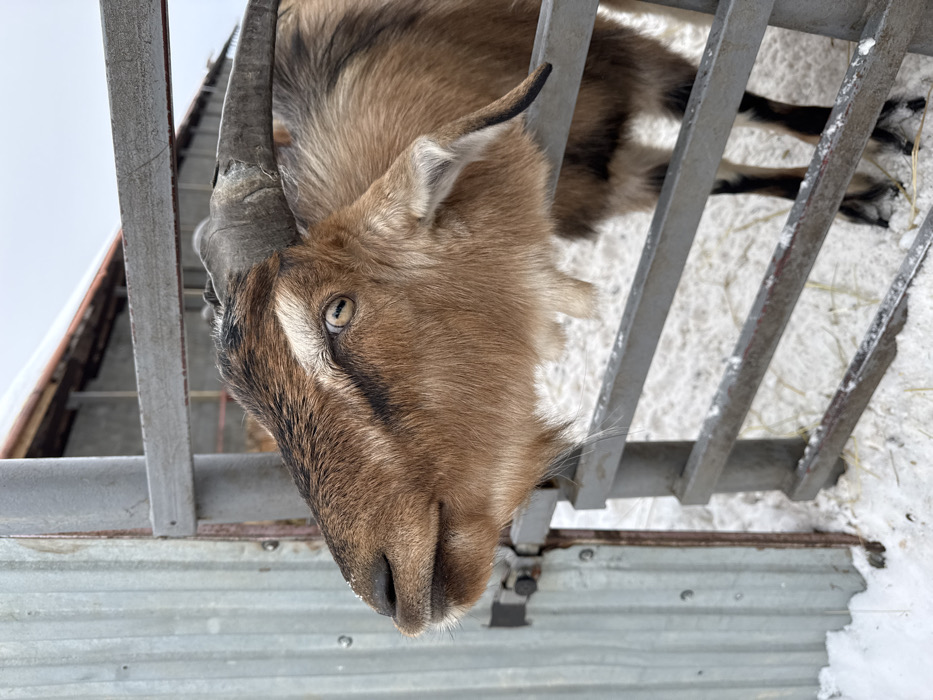 A brown and tan domestic goat is depicted in profile, looking left through the horizontal bars of a metal enclosure gate. The goat has distinctive dark brown facial markings, a prominent white stripe above each eye, and light amber eyes with horizontal pupils. Its curved, dark grey horns extend backward from its head. Tufts of lighter fur form a small beard on its chin. The ground within and immediately outside the enclosure is covered in snow, with traces of straw visible. To the immediate left of the goat's head is a corrugated metal wall. In the background, an overcast sky is visible above a building with a snow-dusted roof, suggesting wintry conditions. This scene is located in Zaosinovo, Russia.