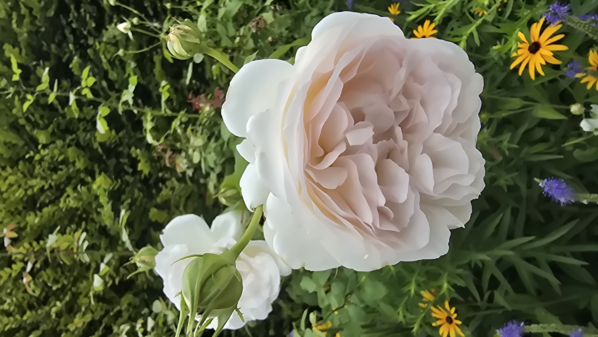 This image depicts a close-up view of two large, pale pink roses with intricate petal formations, set against a backdrop of lush green foliage. Smaller yellow and purple wildflowers are visible in the foreground. The roses appear to be blooming in a garden setting. The scene is likely located in Schwerin, Germany, a city known for its beautiful gardens and parks, such as the Schlossgarten. No people or actions are present in the image, and the focus is solely on the natural beauty of the flowers and their environment.