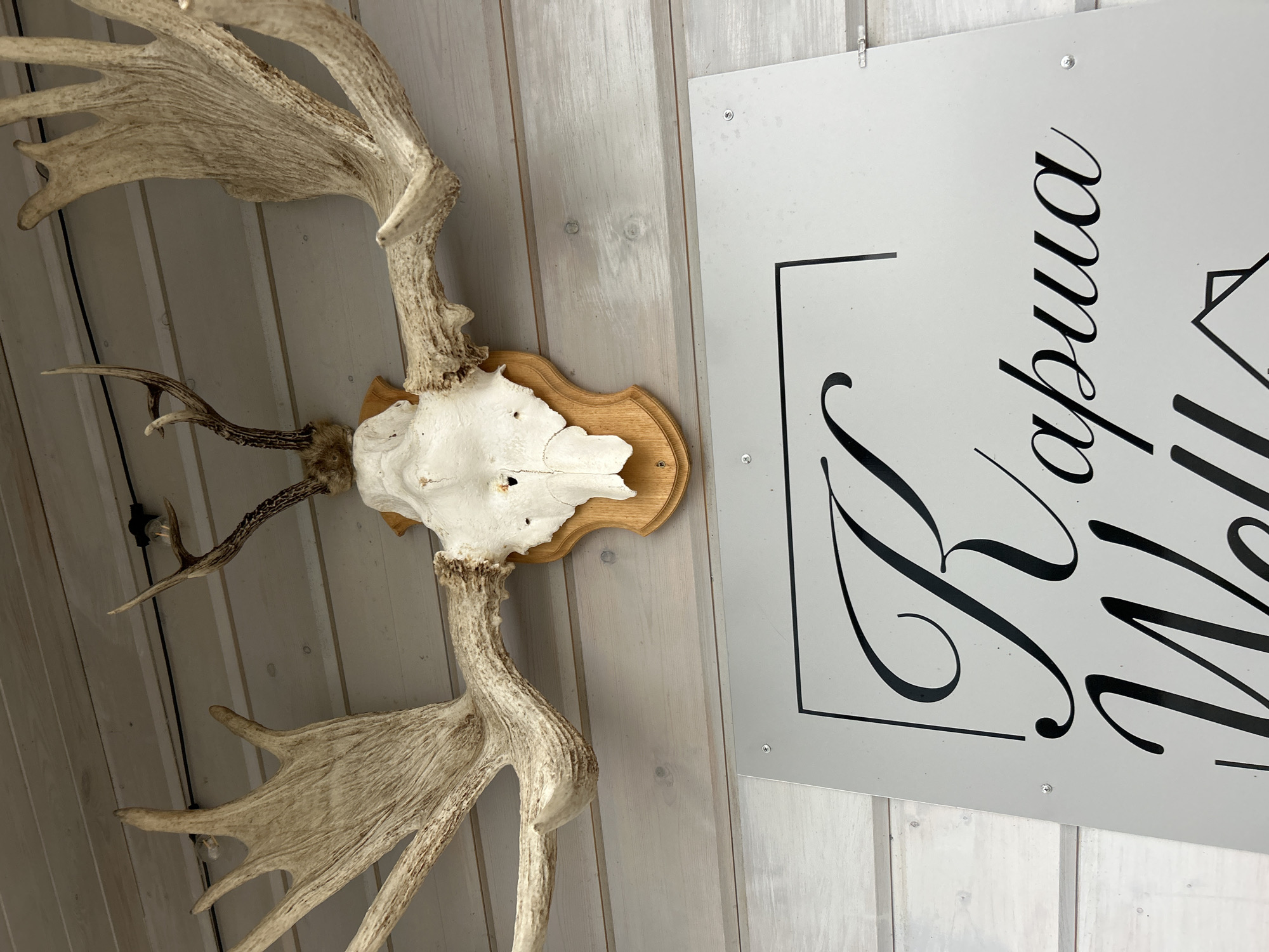 The image shows a close-up of a mounted animal skull with large antlers, affixed to a light-colored, horizontally paneled wooden wall. Below the skull, a silver sign with black cursive lettering is attached to the wall. The lettering appears to be in Russian, with the first word being "Карша" (Karsha). The environment suggests an outdoor or rustic setting, possibly a shop or establishment in the city of Karsha, Russia. There are no people visible in the image. The lighting is moderate, highlighting the texture of the antlers and the wood grain.