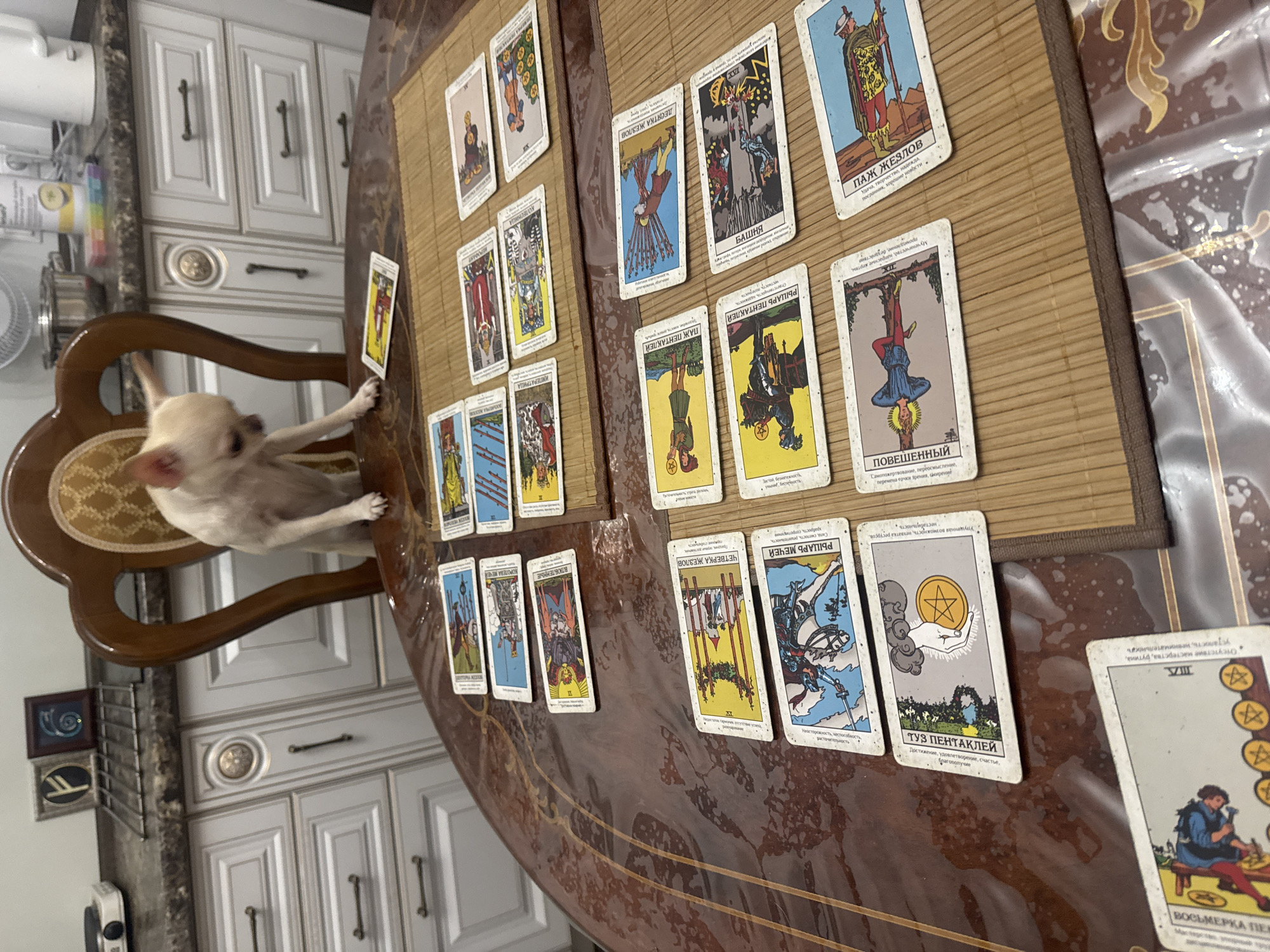 A small, light-colored Chihuahua dog is perched on the edge of a wooden chair, looking down at a round, wooden table covered with a patterned tablecloth. The table is laden with numerous tarot cards laid out in various arrangements. The dog's front paws are resting on the table. The background shows a kitchen setting with white cabinets, a stovetop, and a countertop with various items. The scene appears to be indoors, likely in a residential kitchen. The image is taken from a slightly elevated perspective, looking down at the table and the dog. The context of Novosibirsk, Russia is not directly inferable from the visual information in the image itself.