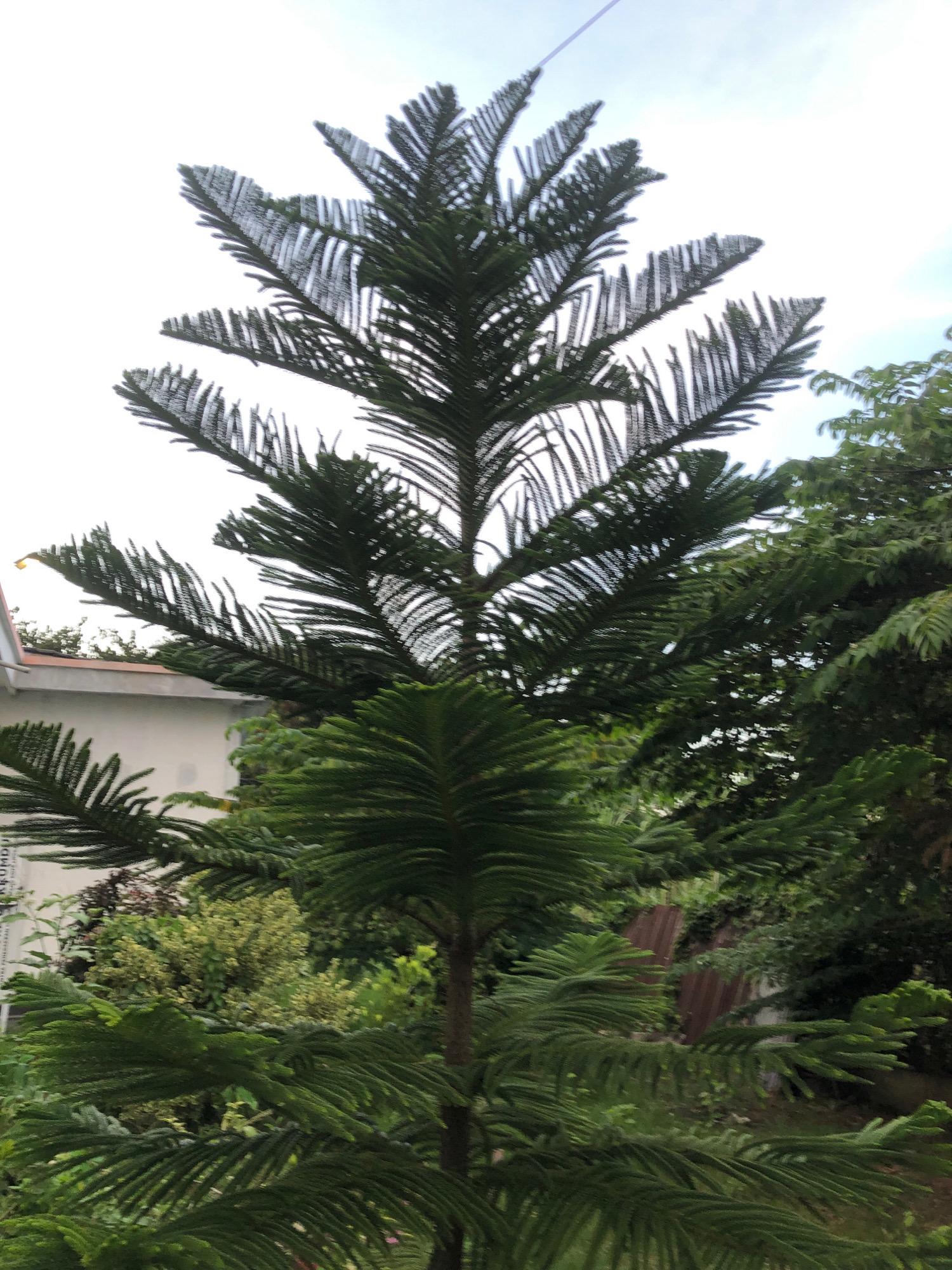 The image shows a tall, mature Norfolk Island pine tree with a symmetrical, pyramidal shape. The tree is densely covered with dark green, needle-like leaves arranged in horizontal whorls. The lowest branches are broad and spread outwards, while the upper branches become progressively shorter and more upright, tapering to a point at the top. The sky is overcast with a pale, hazy light. In the background, to the left of the tree, is a portion of a white building with a terracotta-colored roof, suggesting a residential or institutional setting. Behind the tree and to the right, lush green foliage from other trees and plants is visible, creating a dense, natural environment. The overall scene depicts a well-established tree in a tropical or subtropical urban landscape, likely in a location like Lhokseumawe, Indonesia, characterized by warm climate and abundant vegetation.
