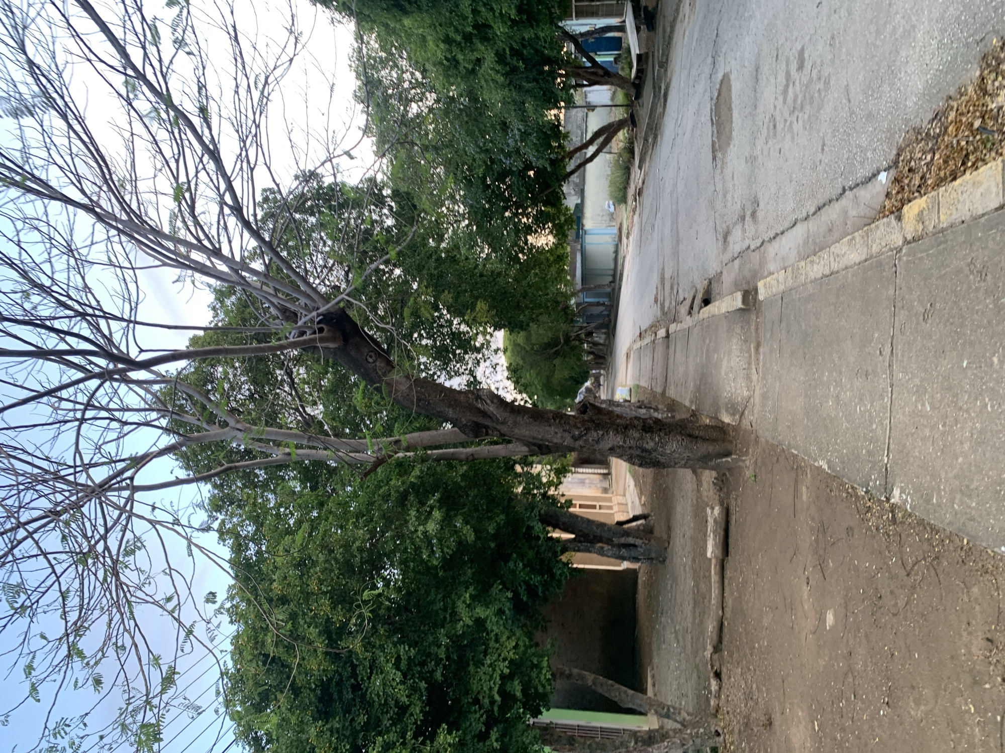 The image depicts a street scene in Santa Ana, Venezuela, characterized by a paved road with some cracks and potholes. A concrete sidewalk runs along the left side of the street, bordered by a curb. Several trees, some with sparse foliage and others with dense green leaves, line the street and sidewalk. On the left side of the street, there are buildings with visible windows and walls. The ground adjacent to the sidewalk appears to be dirt or gravel. In the background, more trees and structures are visible, suggesting a residential or semi-residential area. The sky above is visible and appears clear with some light clouds. The overall impression is one of an urban environment with a significant presence of vegetation. No people or animals are clearly visible in the image.
