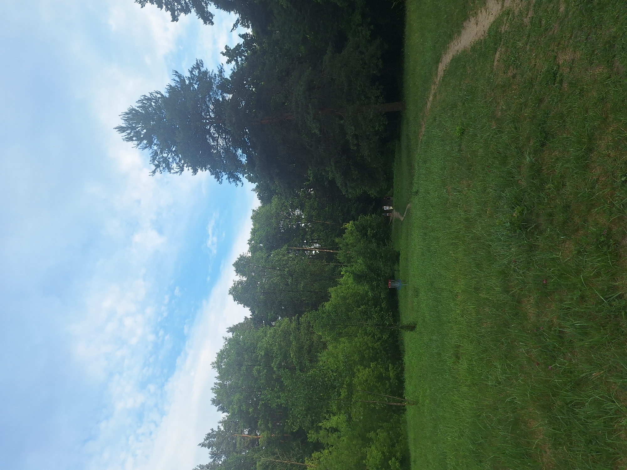 The image depicts a sunny day in Gliniak, Poland, with a path winding through a grassy field bordered by a dense forest. A tall pine tree stands prominently on the right, with other deciduous trees forming a thick canopy on the left and in the background. Several people are visible on the path in the distance, walking towards the forest. In the middle ground of the grassy area, a blue and red disc golf basket is present. The sky is a light blue with scattered white clouds. The ground is covered in green grass, with some patches of clover. The overall scene suggests an outdoor recreational area within a wooded park.