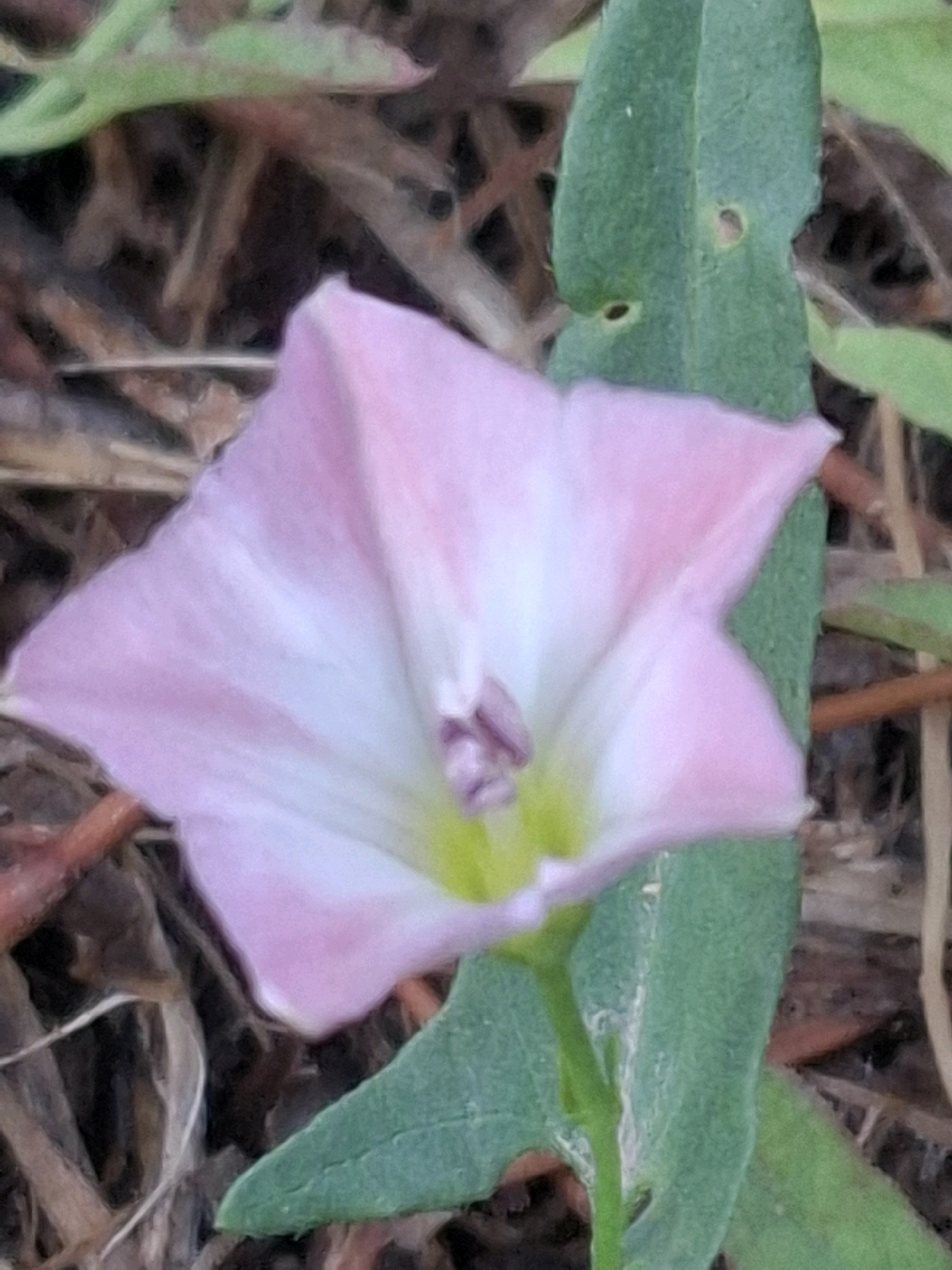 The image shows a close-up of a pink bindweed flower with a white center and a greenish-yellow throat. The flower is in focus, with its delicate petals unfurling. A green leaf is visible to the right of the flower, and some dried leaves and twigs are in the background, suggesting an outdoor, natural setting. There are no people or man-made objects visible in the image. The scene is a natural one, likely a garden or a park, and there is no indication of its specific location within Almaty, Kazakhstan.