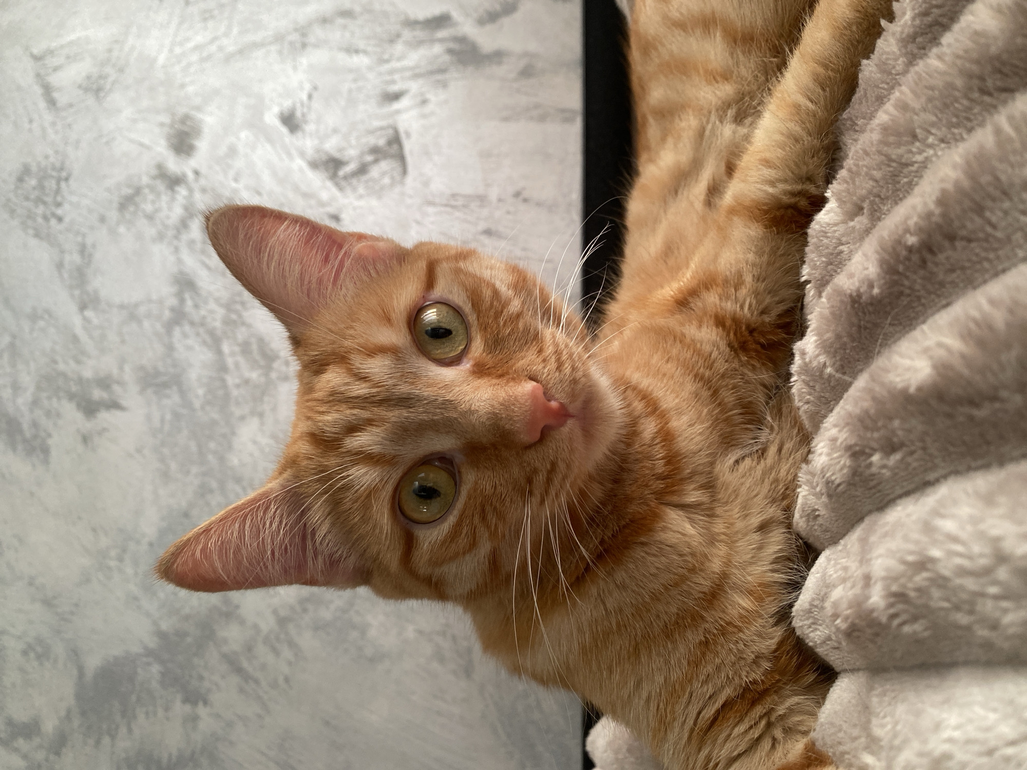 A close-up, eye-level, indoor shot features an orange tabby cat lying on a plush, cream-colored blanket. The cat's head is turned towards the camera, with its bright green eyes looking directly into the lens. Its ears are pointed upwards, and its pink nose is visible. The cat's fur is short and has distinct tabby markings. The background is a textured, gray wall. The lighting is soft, casting gentle shadows. The image is in focus, highlighting the details of the cat's face and fur.
