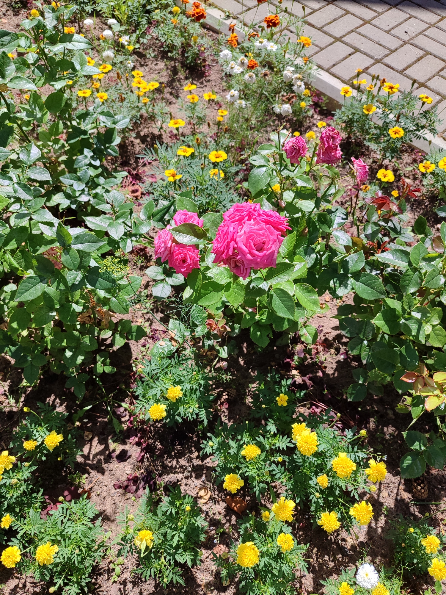 In an outdoor garden bed, a cluster of vibrant pink roses are in full bloom at the center of the frame. To the left and right of the roses, numerous small yellow flowers, likely marigolds, form a dense ground cover. The garden bed itself is composed of dark soil, with scattered dry leaves and pinecones visible. In the upper right corner, a paved walkway of interlocking gray bricks and a white concrete curb are present. The overall scene is bathed in bright sunlight, casting distinct shadows from the plants onto the soil.