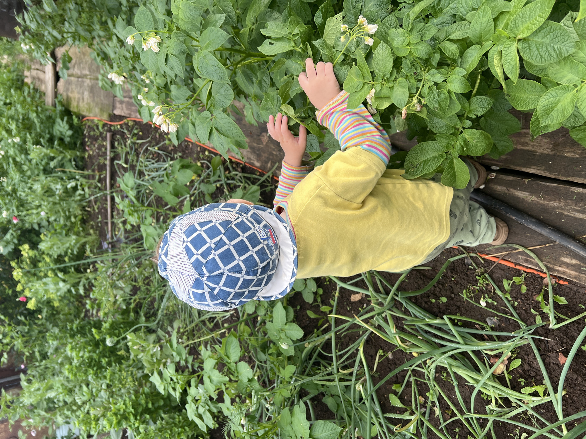 In a garden located in Panteleevka, Russia, a young child wearing a blue and white checkered hat and a yellow long-sleeved shirt with multi-colored stripes is standing on a wooden walkway. The child is reaching out to touch the leaves of a potato plant that has small white flowers. To the left of the walkway, rows of green onions are growing in dark soil. The background shows more greenery, suggesting a cultivated garden space. The lighting is natural, indicating it is daytime.