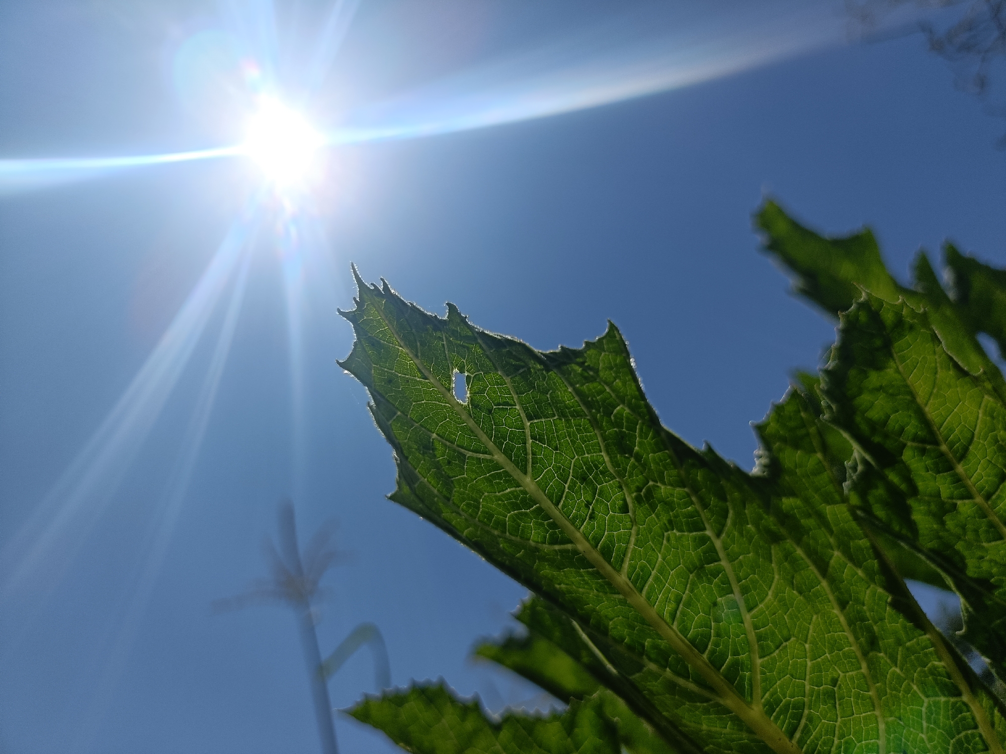 In a low-angle, close-up shot, a sunburst emanates from the upper left of a clear blue sky, casting lens flare and bright rays across the scene. A vibrant green leaf, with serrated edges and a visible network of veins, occupies the right side of the frame, its surface showing a small, irregular hole. The leaf is illuminated from behind by the sun, creating a translucent effect and highlighting its texture. In the background, out of focus, elements of the sky and what appears to be plant stalks are visible. The scene is outdoors, under a bright sun.