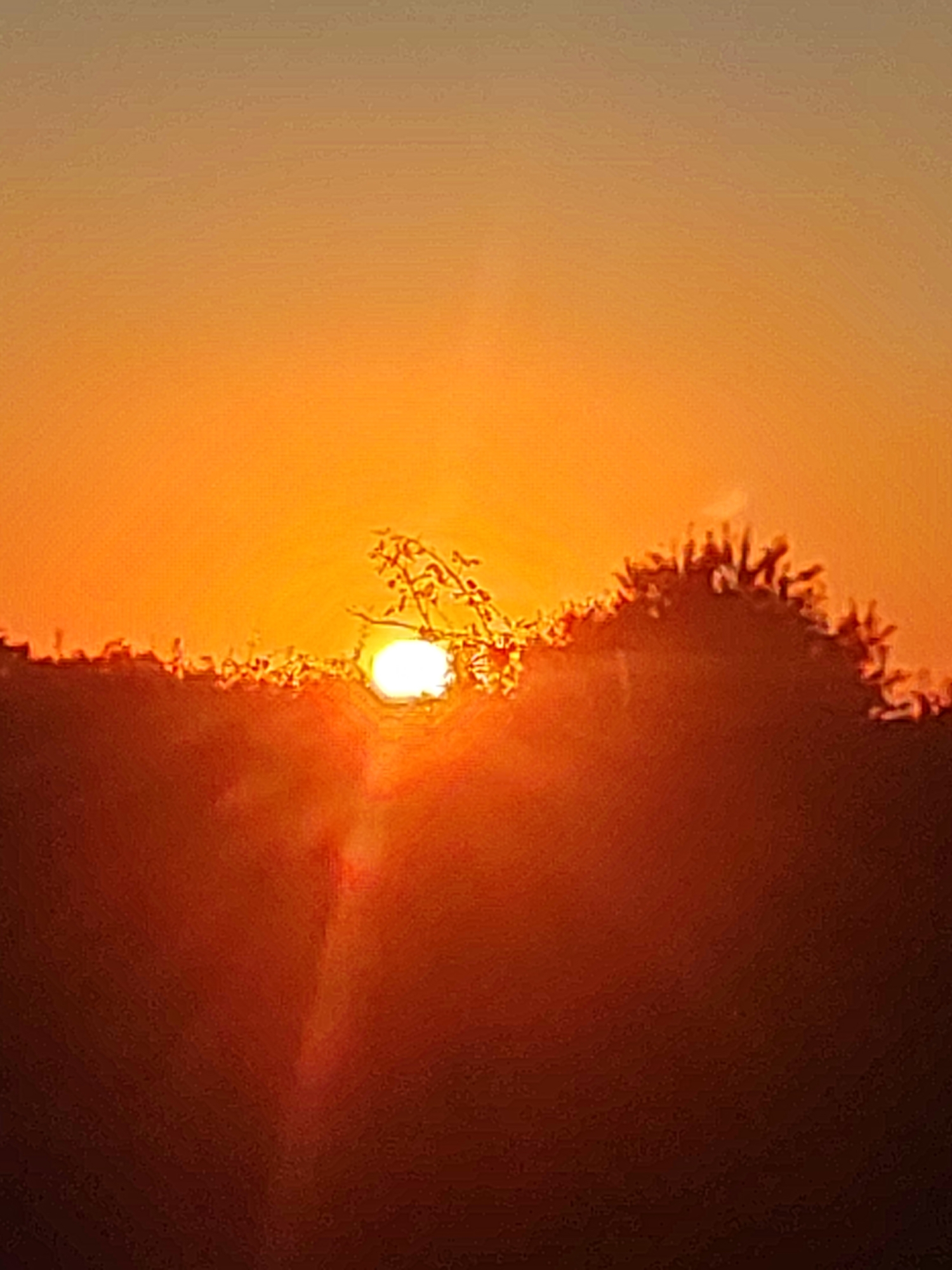A low-angle, vertical, medium shot captures the sun setting over the natural landscape of Sobradillo, Spain. The sun, a bright white orb, is partially obscured by the silhouette of trees and hills. The sky transitions from a warm orange near the horizon to a lighter, pale yellow towards the top of the frame. The foreground is dominated by dark, silhouetted trees and vegetation. The overall impression is one of a serene sunset in a rural environment.