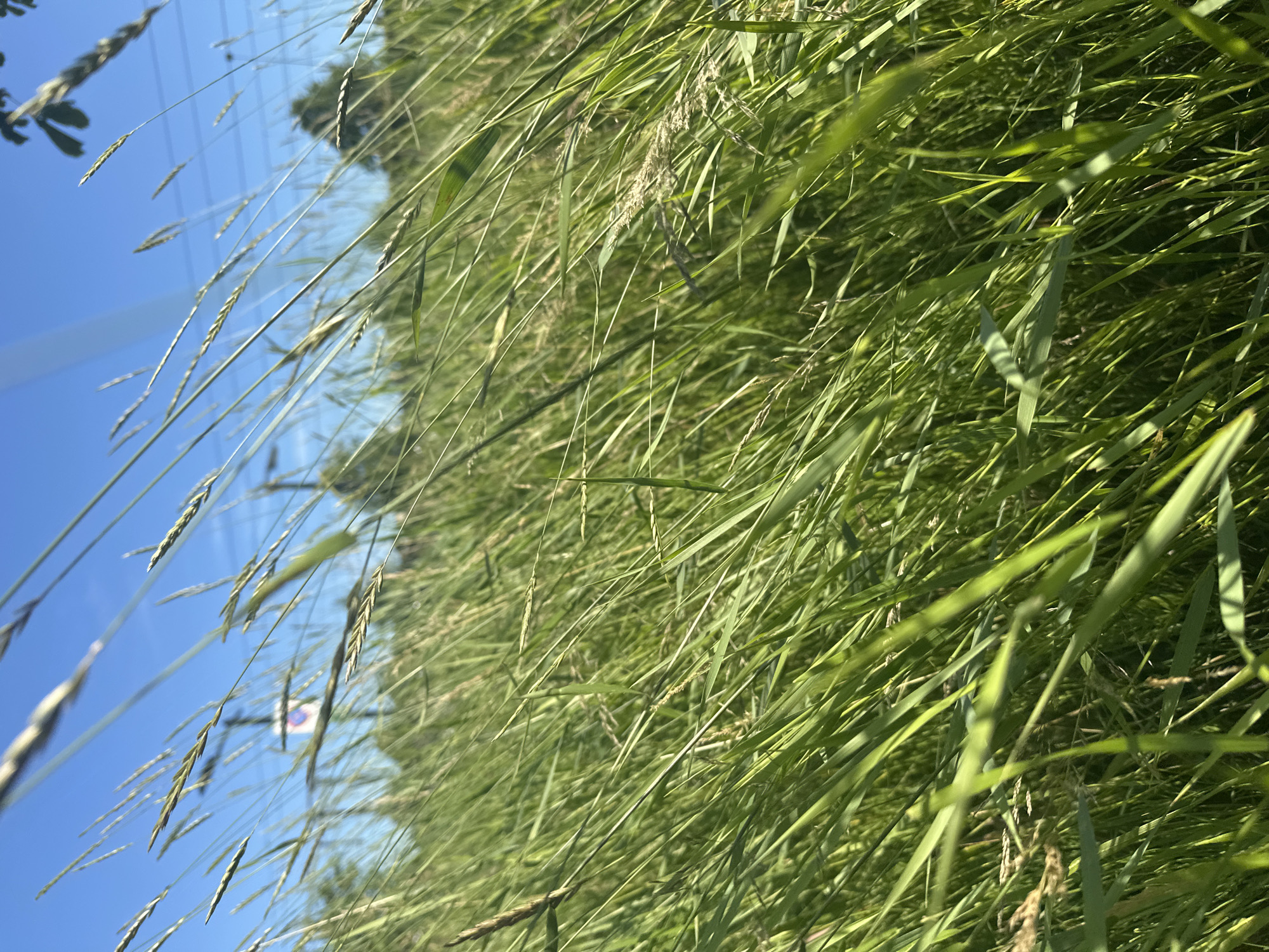 A low-angle, close-up shot captures tall, green grass swaying gently in the wind. The grass blades are in sharp focus in the foreground, with some stalks extending upwards and out of frame. In the background, a clear blue sky is visible, with faint outlines of trees and what appears to be a traffic sign. The overall impression is one of a sunny, open field or roadside in Steenwijk, Netherlands.