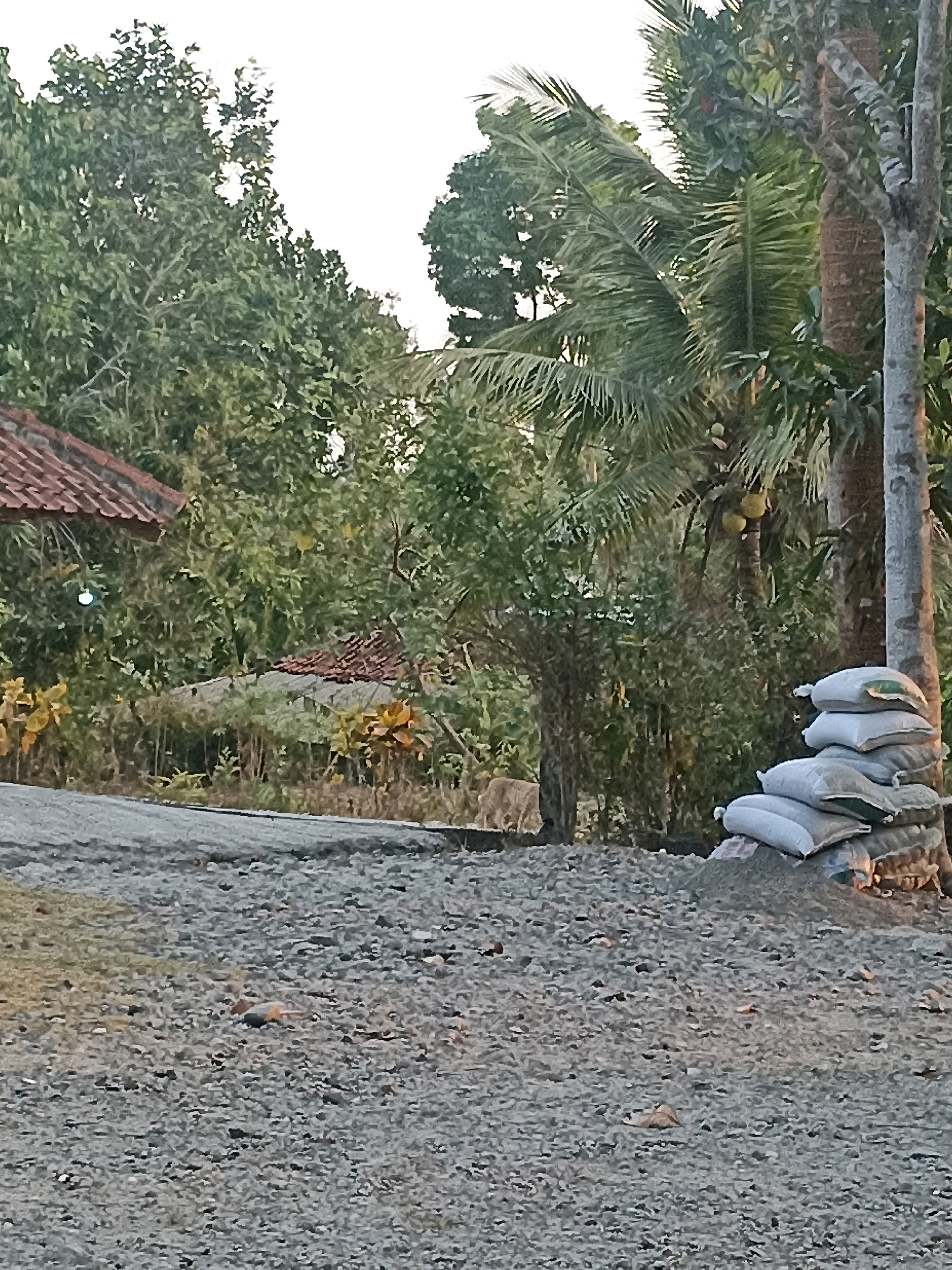 The image depicts an outdoor scene in Widoro, Indonesia. In the foreground, a ground covered with gravel is visible, with some scattered leaves and small debris. To the right, a stack of sandbags, appearing to be six in total, is piled against a tree trunk. Beyond the gravel, a dirt road or pathway leads into a vegetated area with lush green trees and foliage. In the background, two reddish-tiled roofs of buildings are partially visible through the trees. A single light bulb hangs from one of the structures. Further into the background, a light-colored animal, possibly a goat or a cow, is visible standing in the vegetation. Coconut trees with visible coconuts are also present in the scene, suggesting a tropical environment. The sky is overcast with a bright, diffused light.