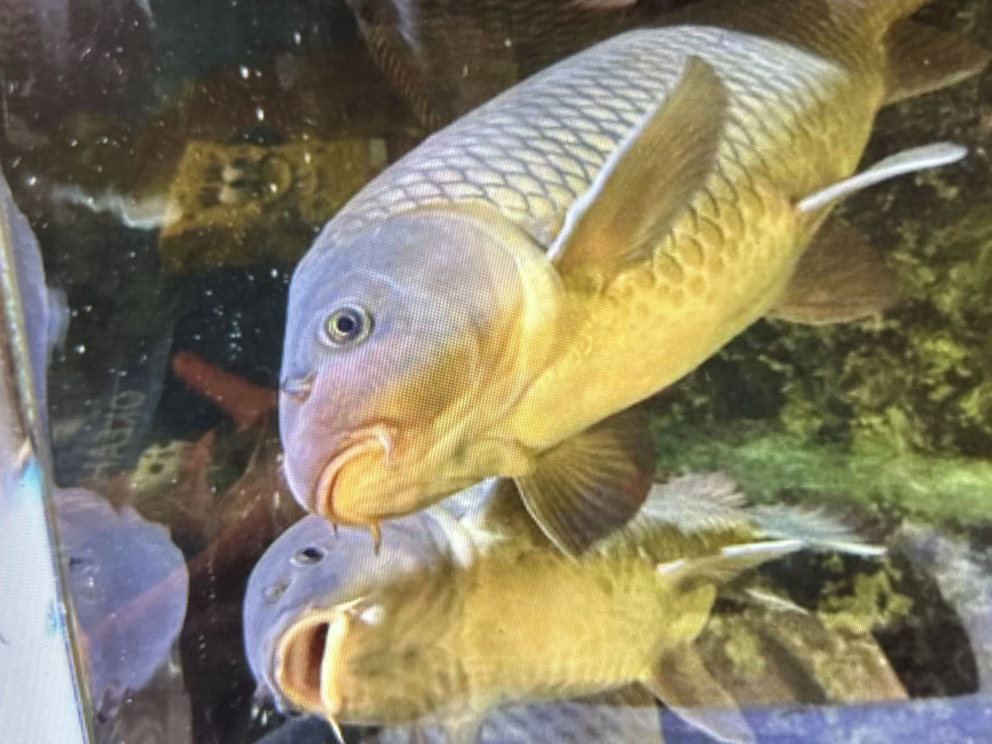 This media file shows two carp swimming in murky water. The larger carp is in the foreground, with its head facing left and its body angled towards the upper right. It has a pale gray head with a dark eye and prominent barbels around its mouth. Its scales are clearly visible, ranging from pale gray on its head to a yellowish-gold on its body. The second carp is positioned below and behind the first, with its head facing left and its mouth open. It is mostly obscured by the larger fish, but appears to be a similar color and shape. The water is dark and has a greenish tint, with some debris and plant life visible in the background. There are also some faint reflections and patterns on the surface of the water and on the glass or barrier separating the viewer from the fish. The overall lighting suggests an indoor or perhaps overcast outdoor environment. No people, weather, or specific location cues are discernible. There is some faint, unreadable text on a reddish-brown object in the background, to the left of the larger carp.