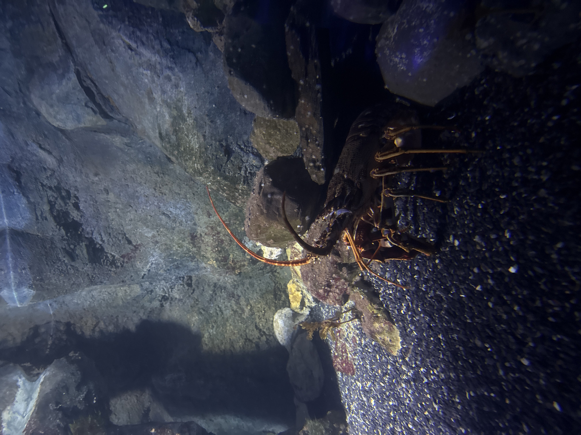 The image shows a lobster within an aquarium exhibit. The lobster is brown and located near rocks and a gravelly floor. The setting appears to be an artificial environment, possibly at the Sea Life London Aquarium in London, United Kingdom, though the precise location cannot be definitively determined from the image alone. No people are visible.