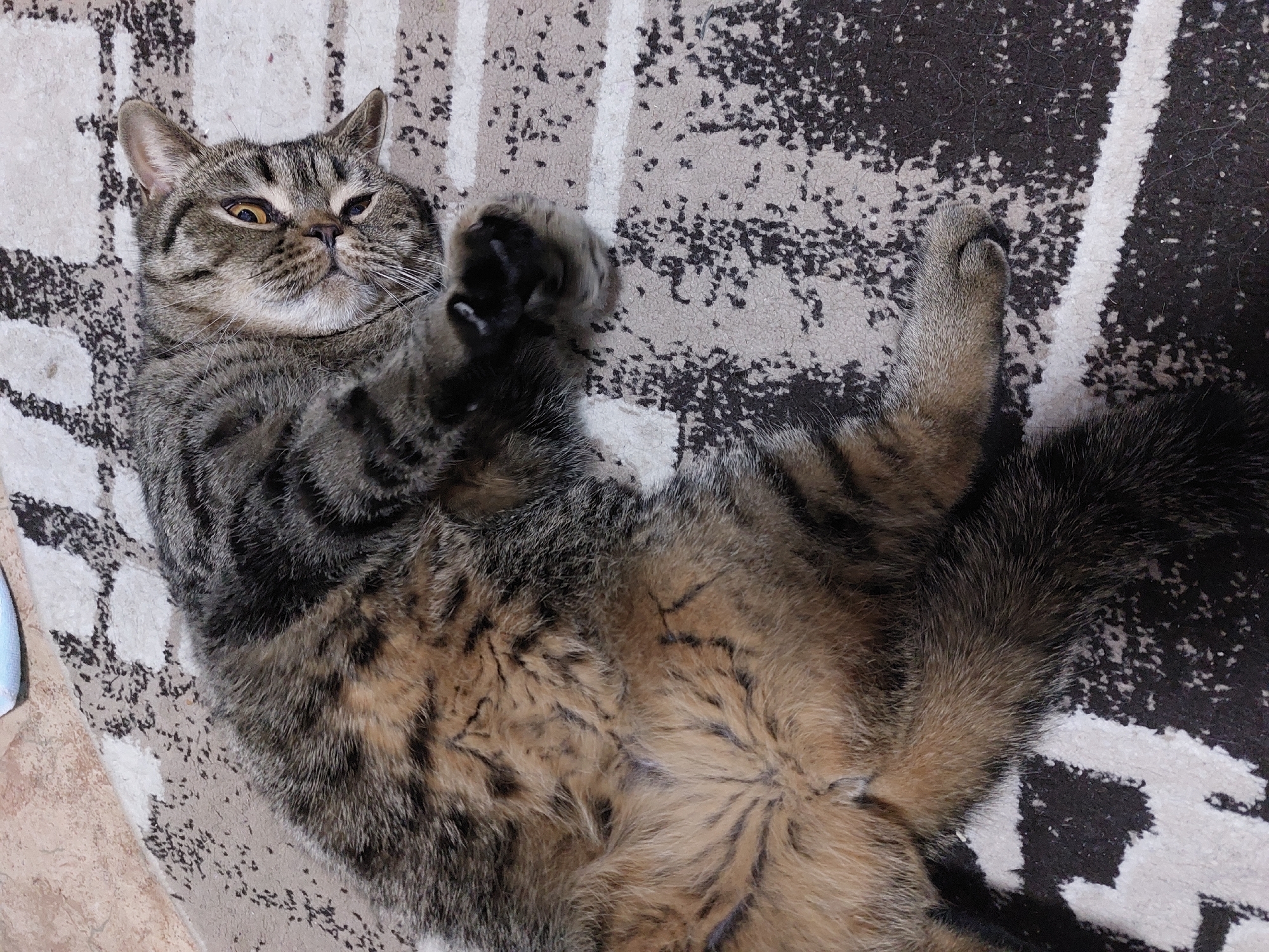 A brown tabby cat is lying on its back on a patterned rug. The rug has a black and white design with some gray areas. The cat's front paws are curled up near its chest. The cat is looking up and to the left. The cat is lying on the floor of a house in Chaikovsky, Russia.