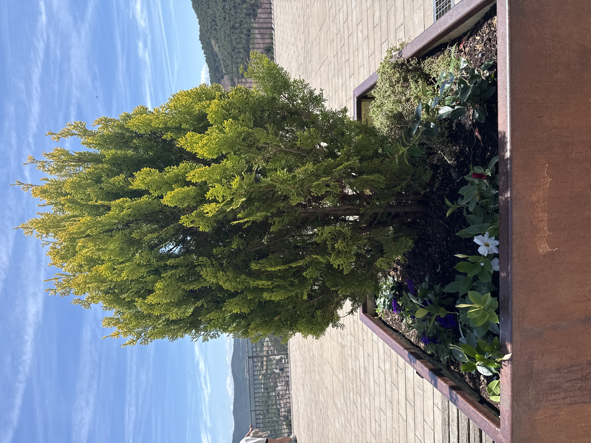 The image shows a large, bushy cypress tree planted in a square, rusty metal planter. The planter is situated on a paved area made of light-colored rectangular tiles. In the foreground, smaller green plants and a few white and purple flowers are visible at the base of the cypress tree. In the background, a metal railing overlooks a valley with hills and a town. The sky is blue with scattered white clouds. A person is partially visible on the left, wearing shorts and a light-colored top, facing away from the camera. The scene is likely a public space or viewpoint in Cardona, Spain.