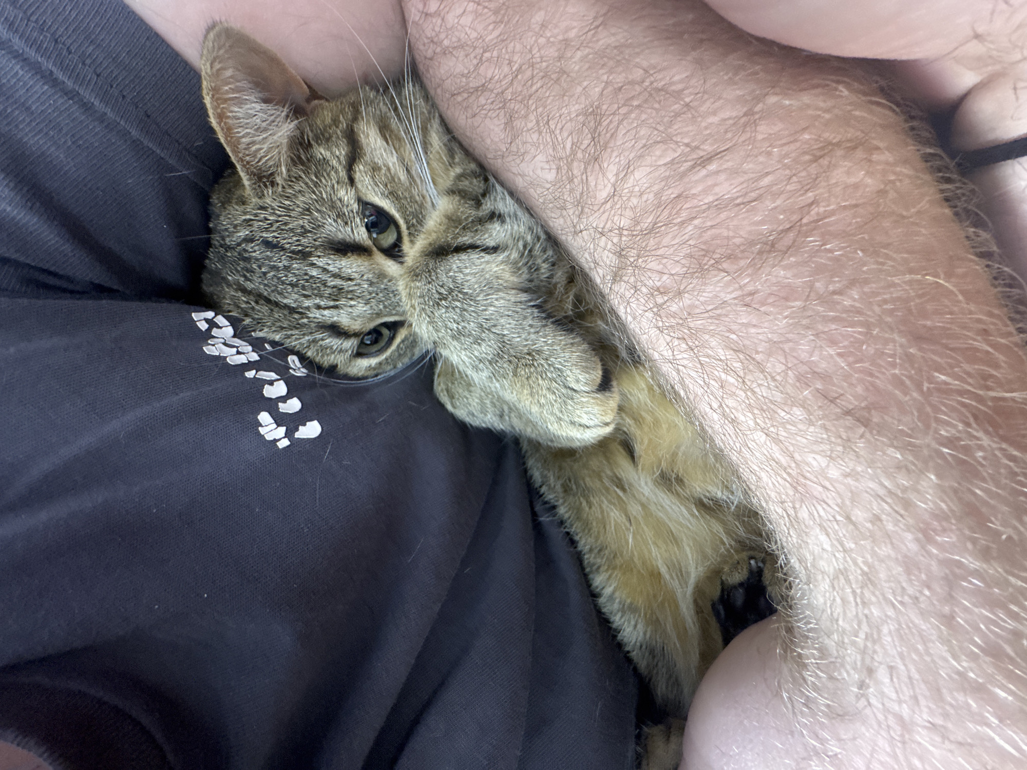 A tabby cat is nestled between a person's chest and arm. The person is wearing a dark grey shirt with a white design on the left side. The person's arm is hairy. The cat's face is visible, with its paws crossed near its face. The background is out of focus. No information suggests the location is Shumen, Bulgaria.