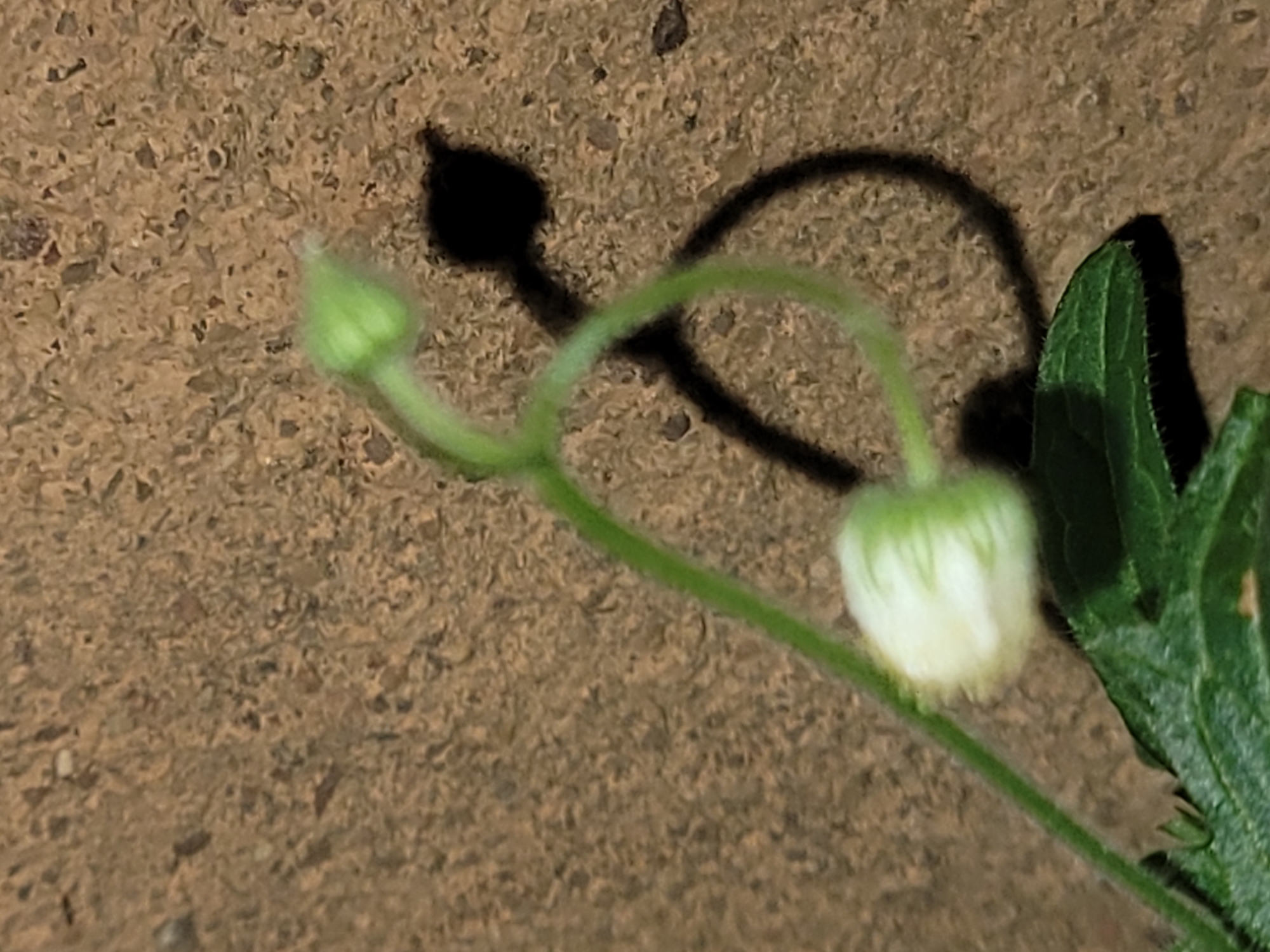 In Barakin Akawo, Nigeria, a close-up shot focuses on a small, white flower bud with green sepals, emerging from a fuzzy green stem. The stem curves gracefully, casting a distinct shadow that forms a loop on the textured, brownish surface beneath. Another, smaller green bud is visible slightly above and to the right of the main subject. A dark green leaf with serrated edges is partially visible in the foreground, also casting a shadow. The background is a textured, granular surface, suggesting pavement or compacted earth.