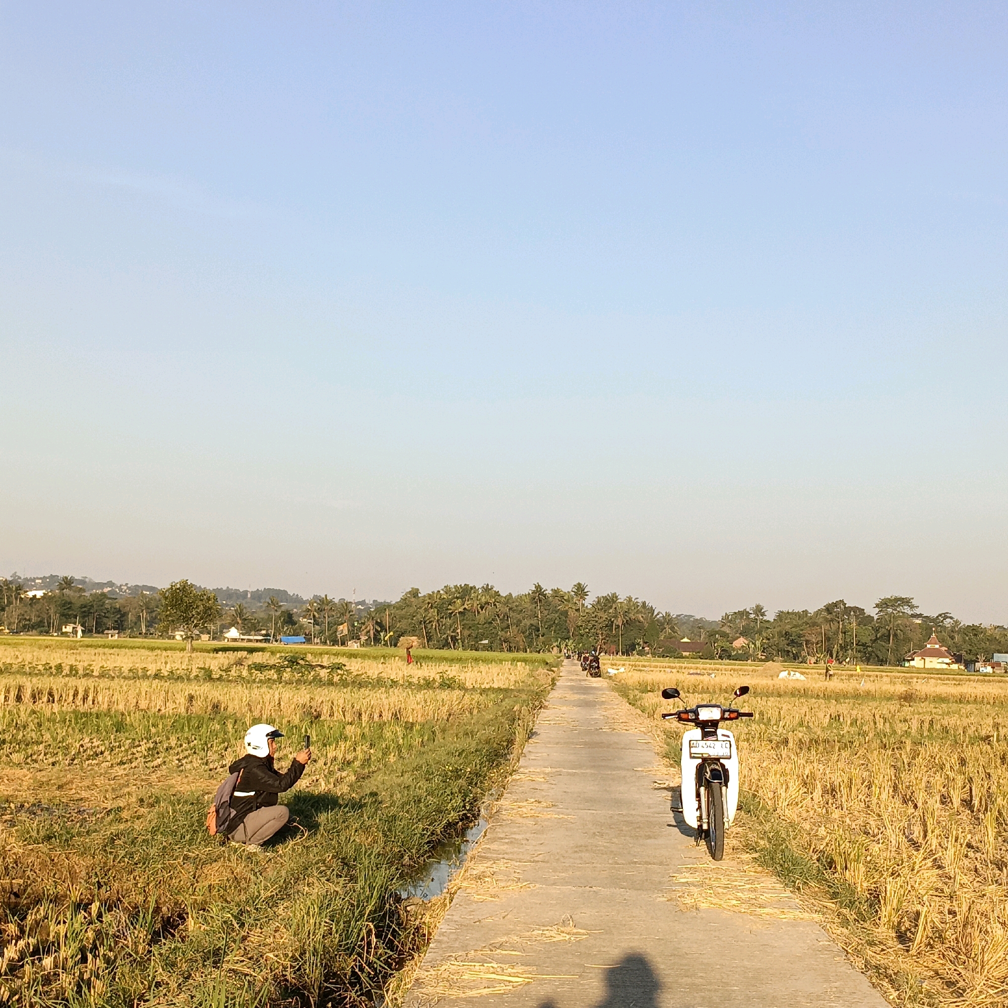 In Rowosari, Indonesia, a person wearing a white helmet and a backpack squats in a harvested rice field, holding a smartphone and appearing to take a photo. A narrow concrete path runs through the field, bordered by dry grass and stubble. A white motorcycle is parked on the right side of the path. In the distance, trees and buildings are visible under a clear blue sky, suggesting a rural or semi-rural setting. The sun casts long shadows, indicating it is either early morning or late afternoon. Several other motorcycles are further down the path.