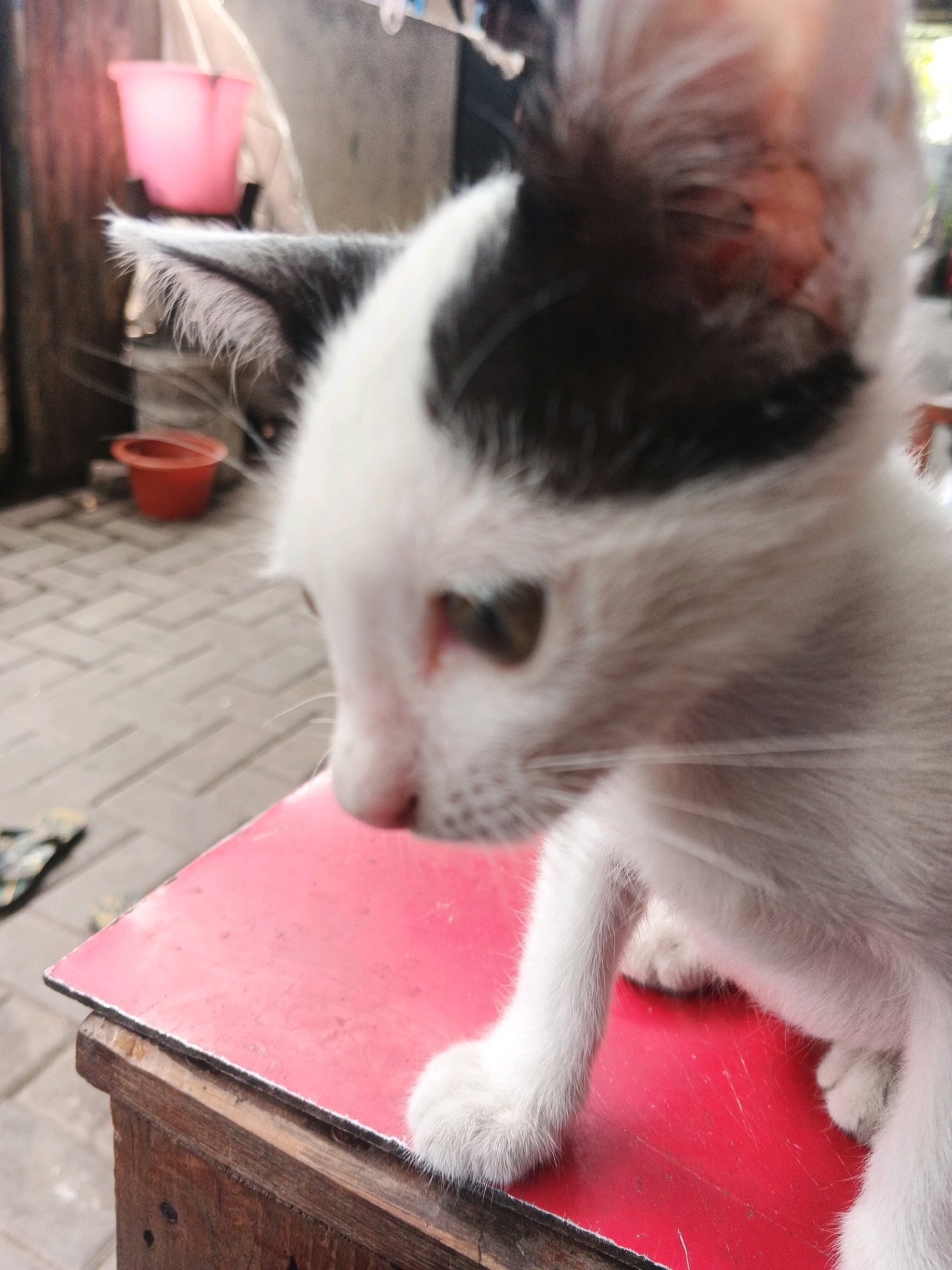 A close-up, eye-level, medium shot captures a black and white kitten sitting on a red surface. The kitten is positioned in the foreground, facing left with its body partially obscured by its head and left ear. Its fur is white with black markings on its head and back. The kitten's left eye is visible, appearing greenish-yellow. The red surface the kitten is on appears to be the top of a wooden box with a red overlay. In the background, a cobblestone-like floor is visible, along with a red pot and a pink bucket. The overall environment suggests an outdoor setting, possibly a yard or alleyway, in Kadu, Indonesia. The lighting is natural, indicating daytime. The focus is sharp on the kitten's face and front paws.