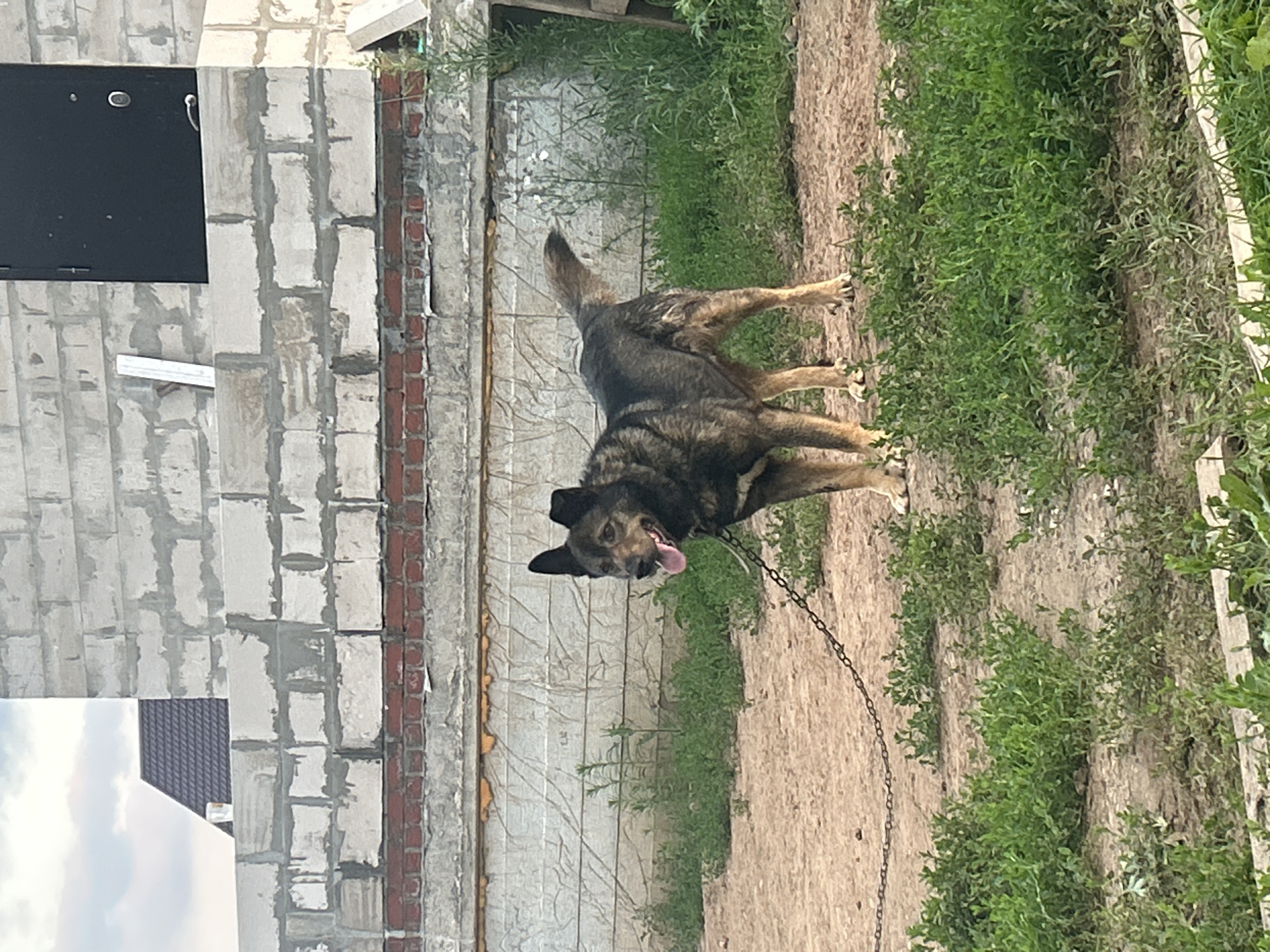 In Nizhniye Mully, Russia, a medium-sized, brindle-colored dog stands on a dirt ground with sparse grass. The dog is attached to a metal chain that extends to the left of the frame. Behind the dog, a partially constructed building is visible, made of cinder blocks and brick. A dark door is set into the brickwork on the right side of the building. The sky above is overcast.