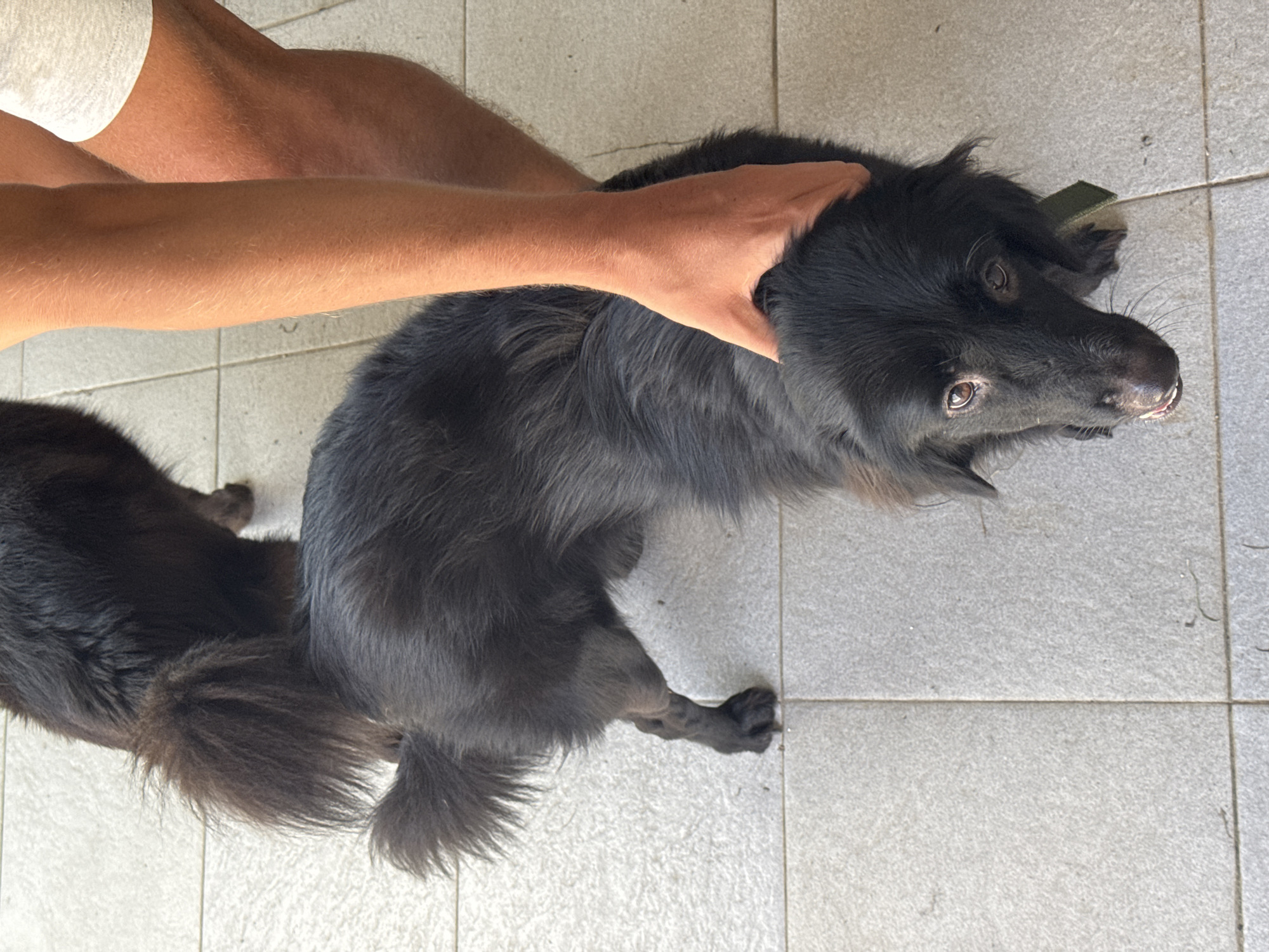 A high-angle shot depicts an interaction between a person and a dog, possibly indoors. A light-skinned arm and hand are positioned on the back of the dog's head. The dog, primarily black with long fur, is looking upwards. The floor is tiled in light gray. Part of another dog is visible on the left side of the image. The location is unknown.